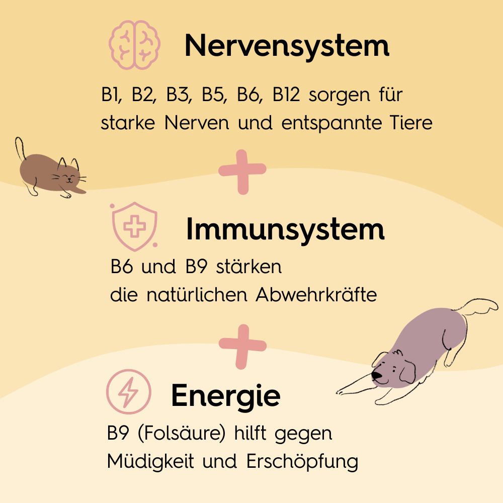 Nervensystem: B1, B2, B3, B5, B6, B12 für starke Nerven. Immunsystem: B6 und B9 stärken Abwehrkräfte. Energie: B9 hilft gegen Müdigkeit.