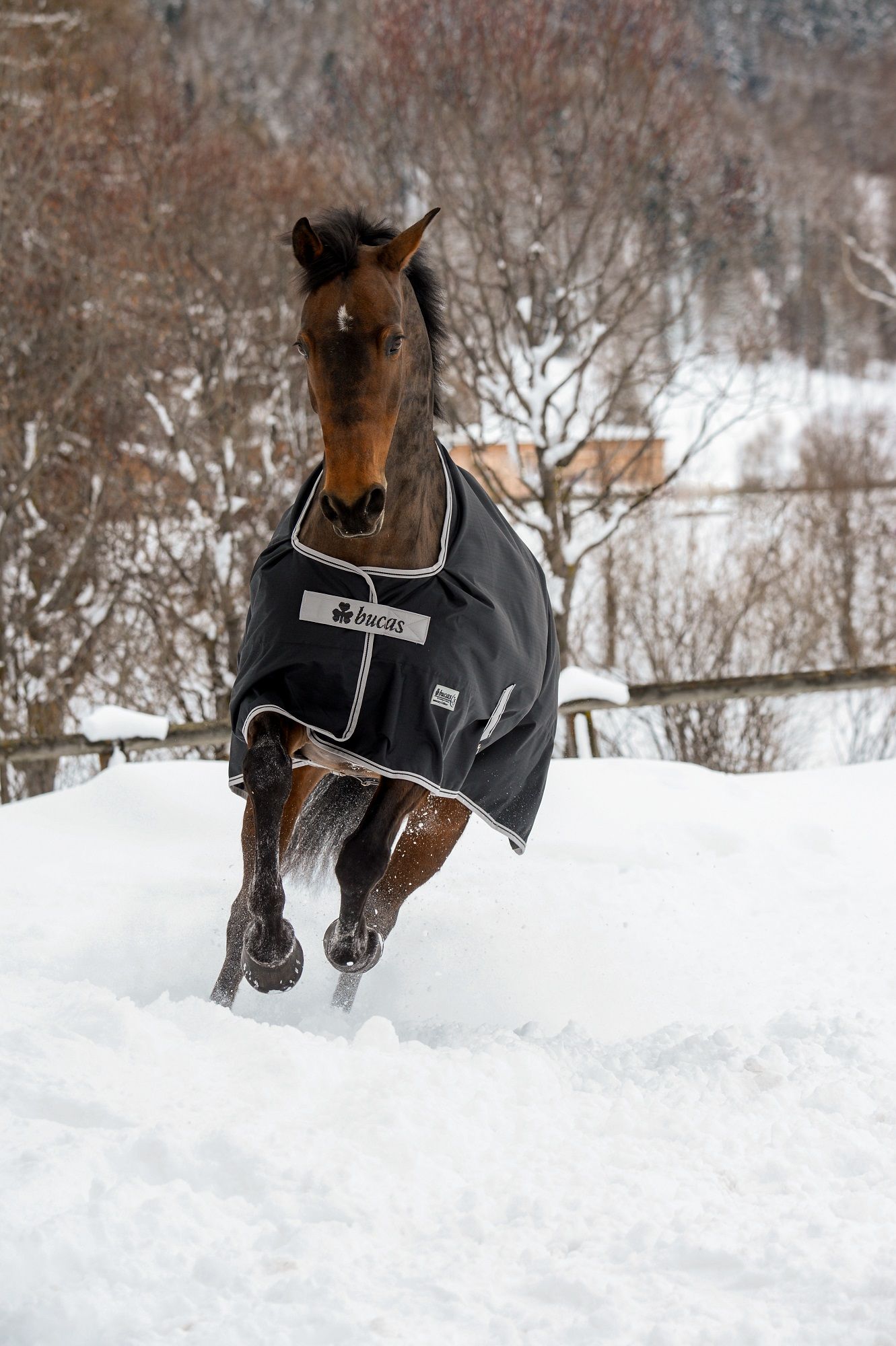 Pferdedecke Bucas Anniversary Turnout SF, schwarz, mit weißem Rand. Pferd im Schnee. Bucas-Logo sichtbar.