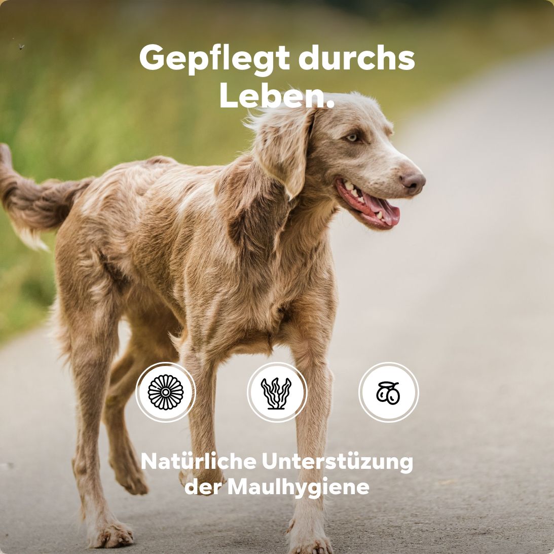 Hund läuft auf einem Weg. Kreisförmige Icons: Kamille, Algen, Bewegung. Text: Natürliche Unterstützung der Maulhygiene.