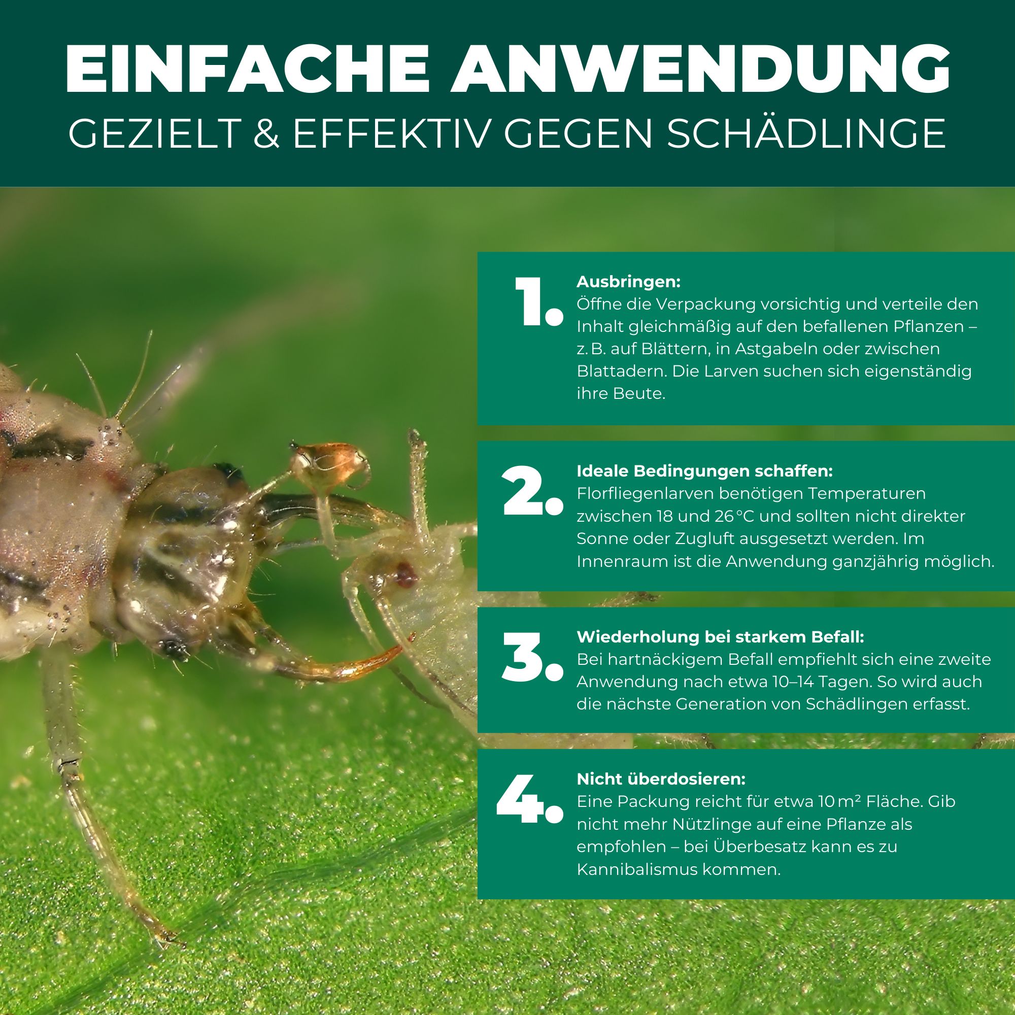 SILBERKRAFT Florfliegenlarven