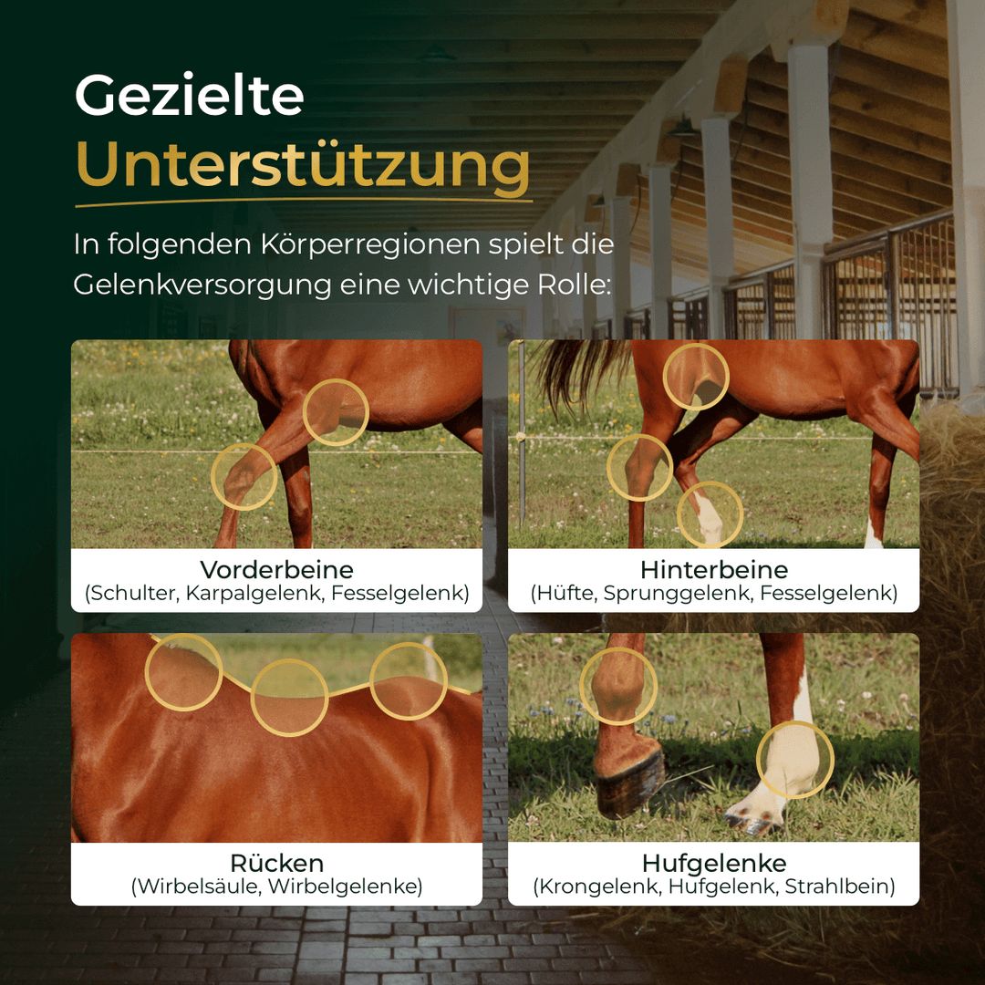 Pferdegold Gelenke muschelfrei