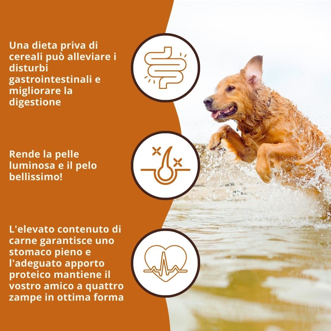 Drei Icons: Verdauung, Haut/Haar, Herz. Hund springt ins Wasser. Text: Kann Verdauung verbessern, Haut/Haar verbessern.