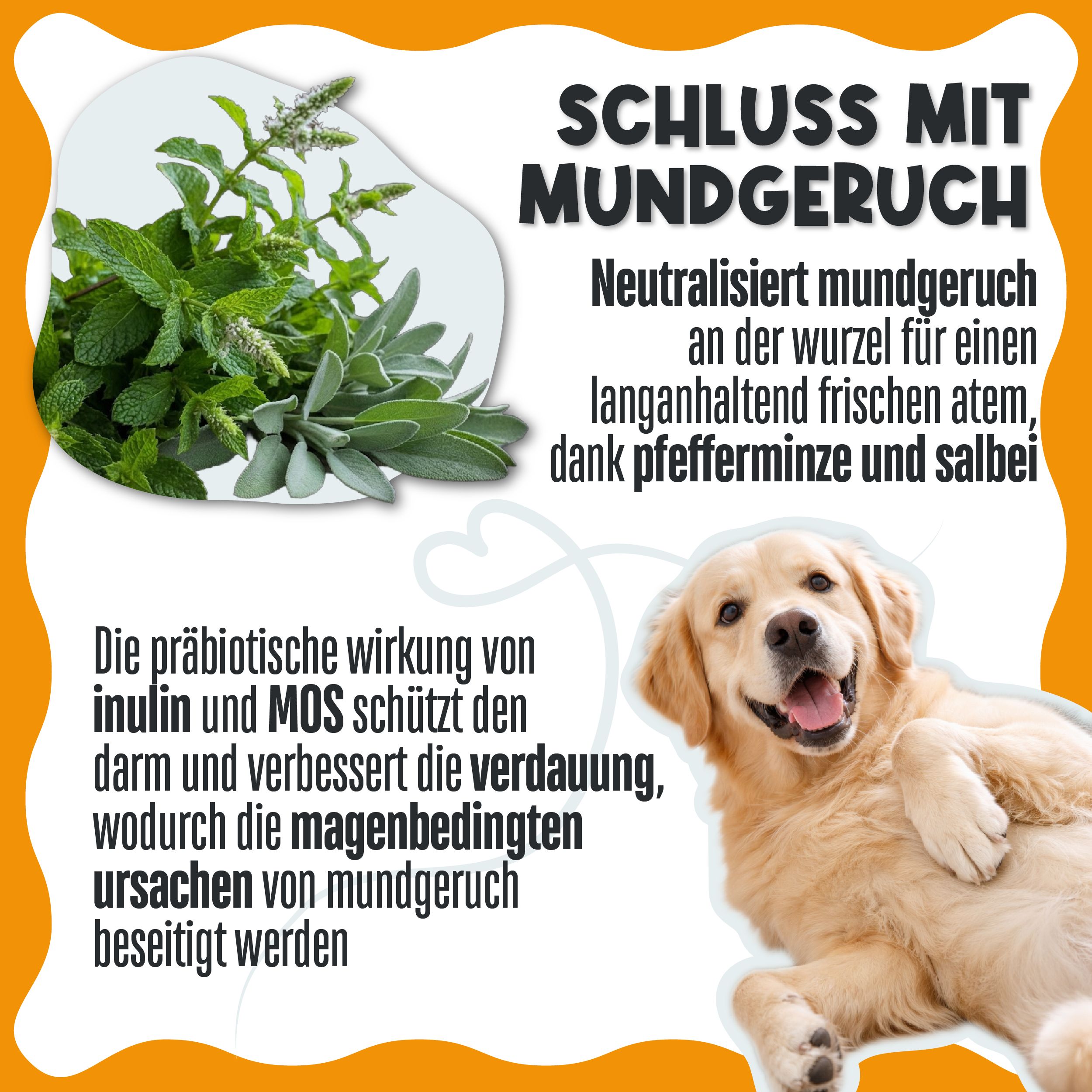 Zutaten Minze und Salbei neben einem Golden Retriever und Text über Mundgeruch.
