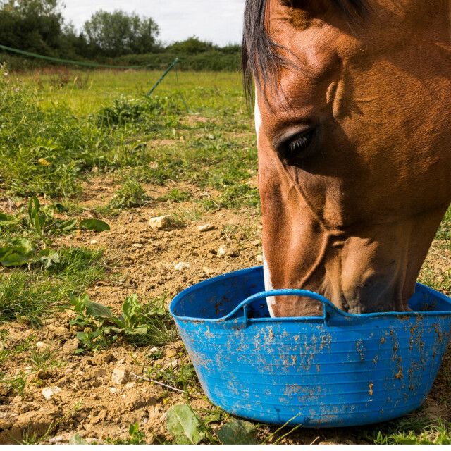 Pferd frisst aus blauem Trog. Gras und Erde im Hintergrund.