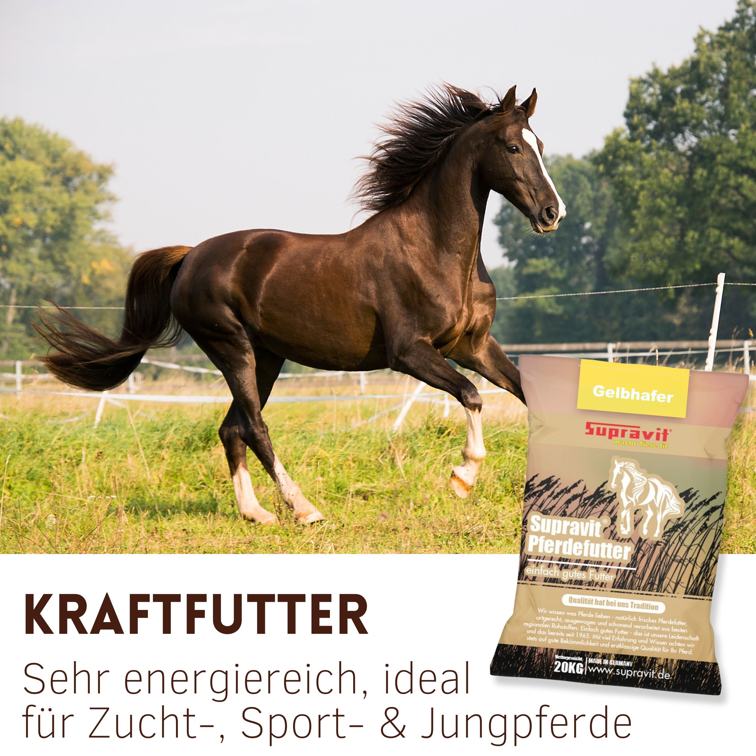 Braunes Pferd galoppiert. Rechts: Packung Supravit Hafer, gelb, mit Pferd-Silhouette. Text: Kraftfutter. Sehr energiereich.