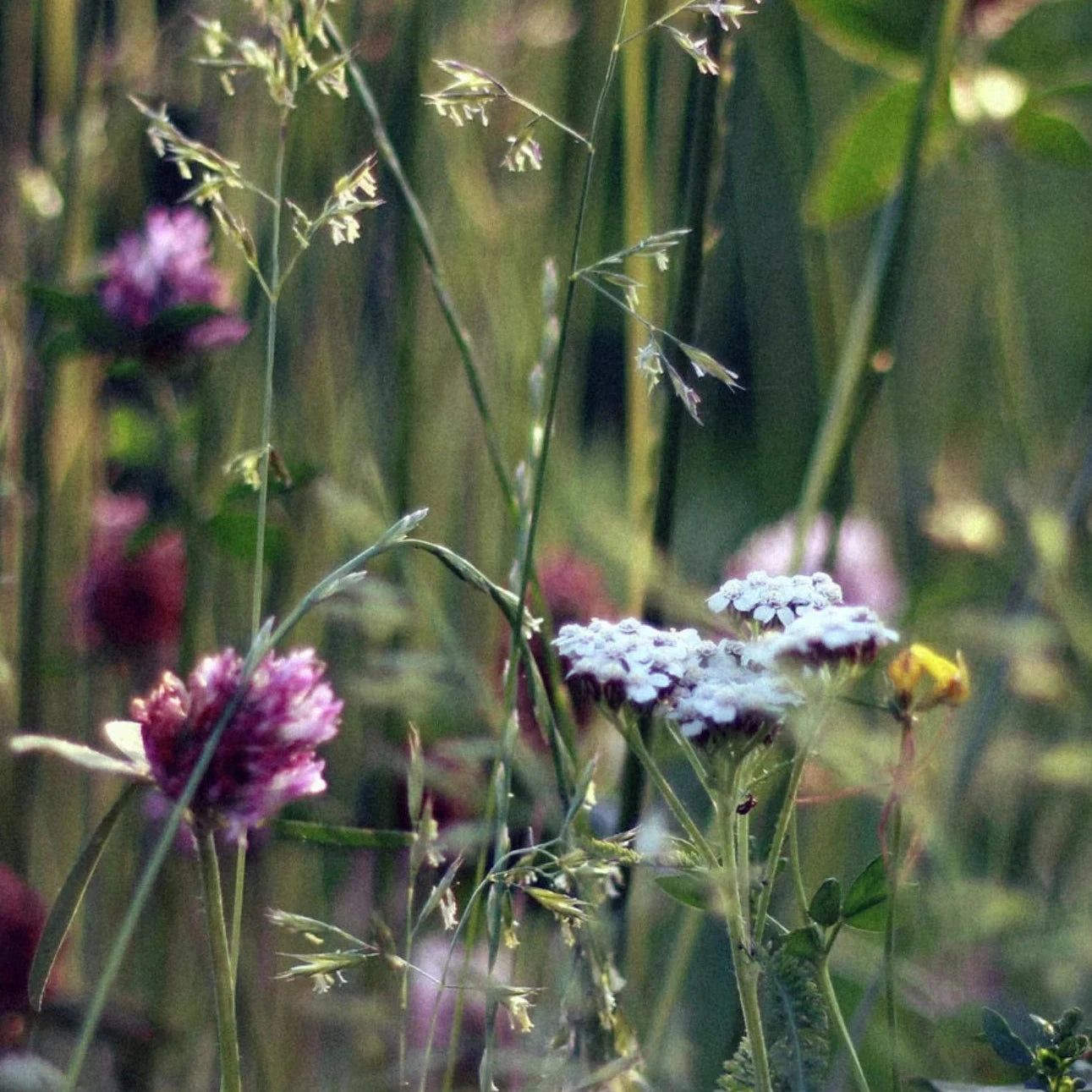 Zero Skin Sojawachskerze "Soft Bloom", entspannend und harmonisierend für Wohlfühlmomente