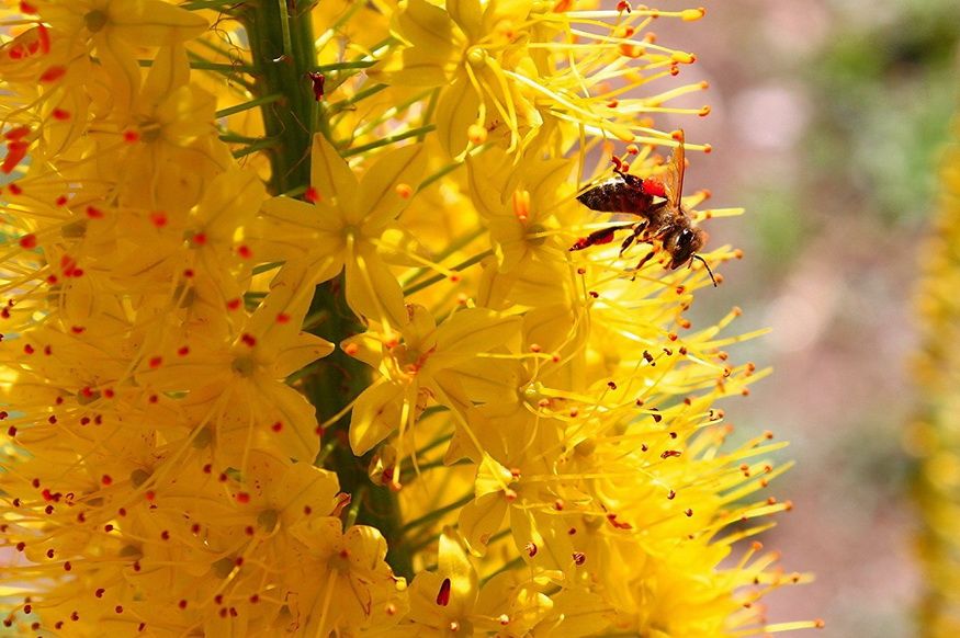 Gelbe Blüte mit einer Biene, die Nektar sammelt. Die Blüte hat viele kleine Blütenblätter und einen langen Stiel.