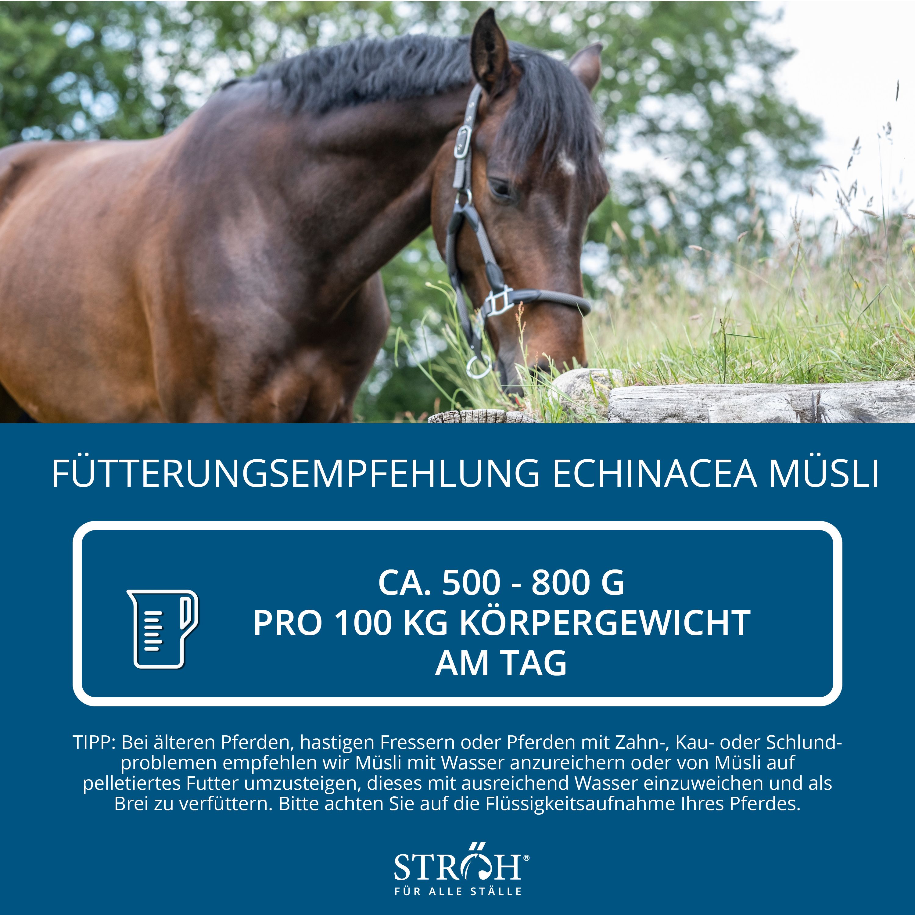 Pferd frisst, daneben Text: Fütterungsempfehlung Echinacea Müsli, ca. 500-800 g pro 100 kg Körpergewicht am Tag, Stroh.