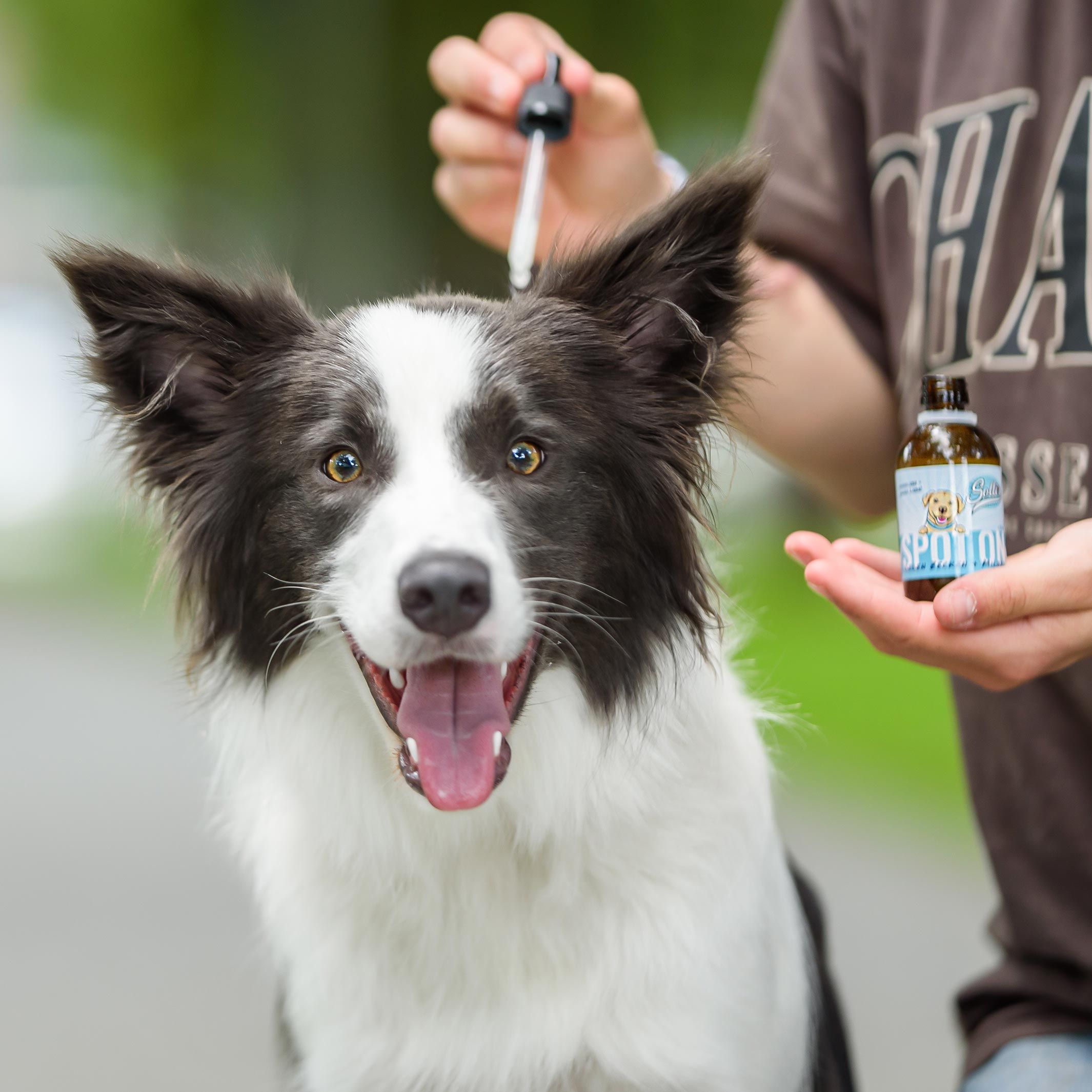 Person hält Flasche mit Pipette. Hund schaut in die Kamera. Flasche mit Etikett.