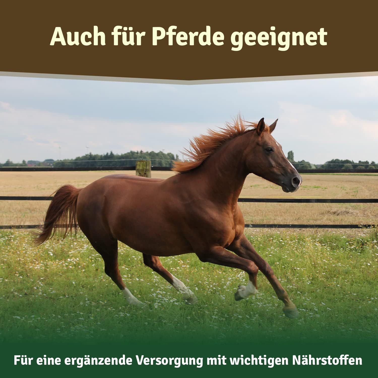 Pferd rennt auf Wiese. Text: Für eine ergänzende Versorgung mit wichtigen Nährstoffen.