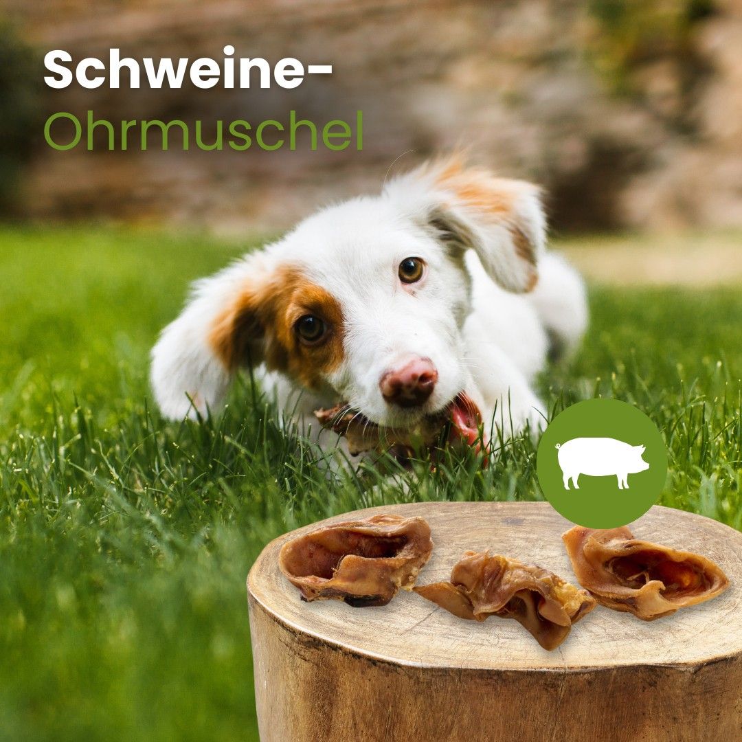 Schwein-Ohrmuschel, schonend getrocknet, 100% Schwein, intensives Kauvergnügen, natürliche Zahnreinigung.