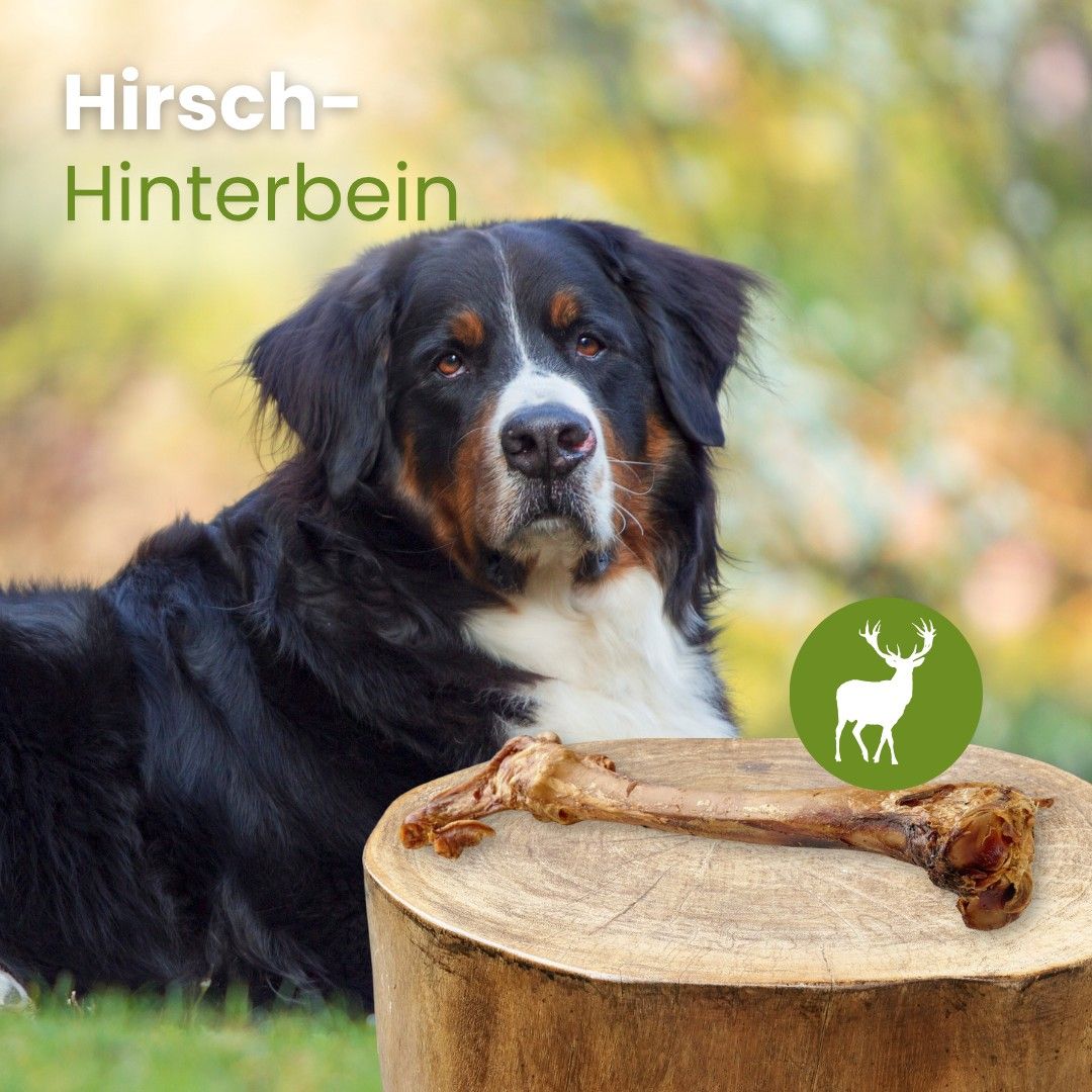 Hirsch-Hinterbein mit einem Hund im Freien.