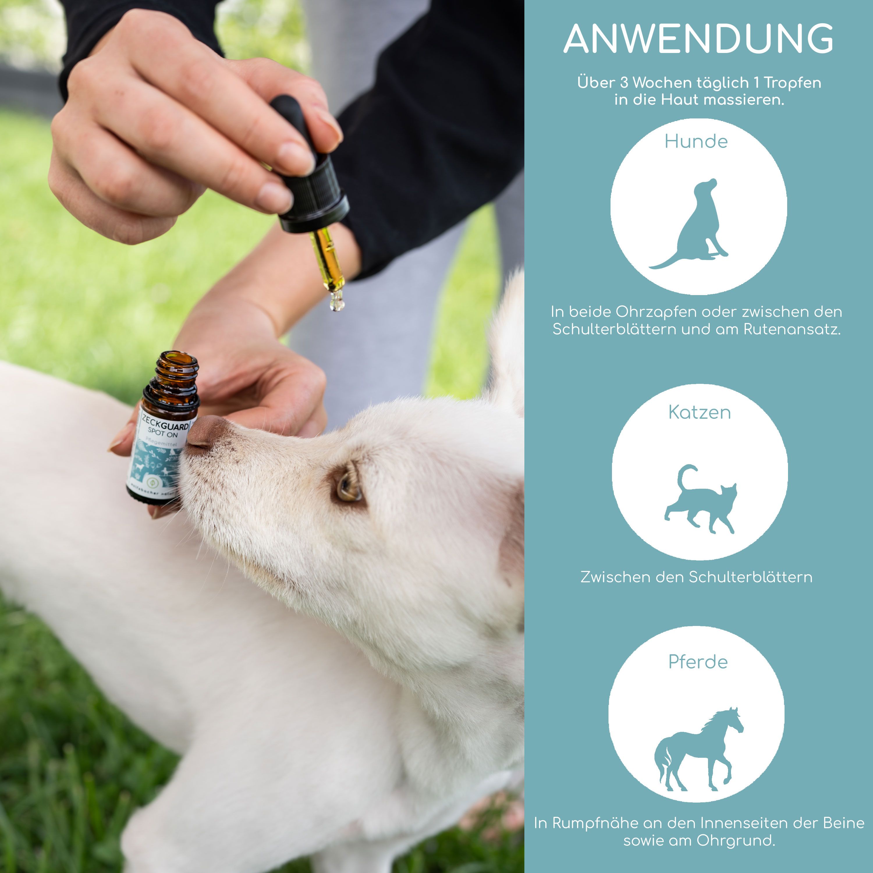 Anwendung: Tropfen auf Hunde, Katzen und Pferde. Icons zeigen Anwendungsorte. Flasche mit Spot-On-Tropfen.