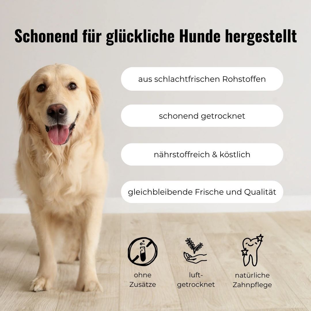 Ein Golden Retriever steht auf einem Holzboden und schaut nach vorne.
