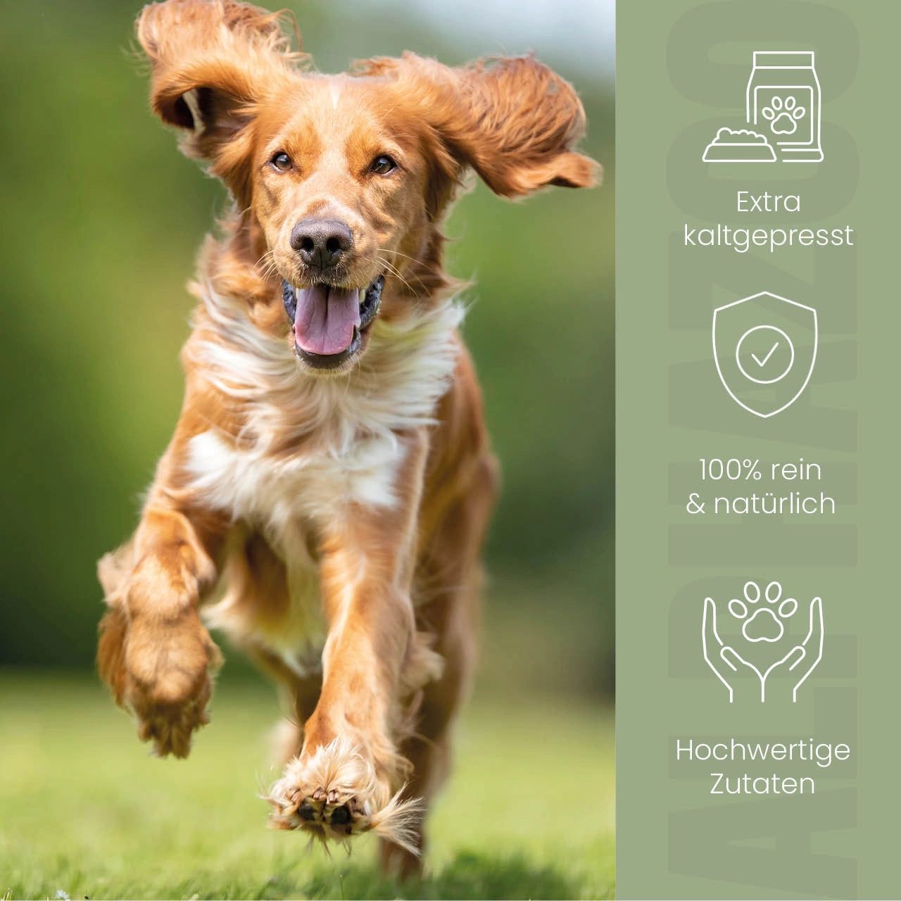 Hund rennt auf einer Wiese. Text: Extra kaltgepresst, 100% rein & natürlich, hochwertige Zutaten.