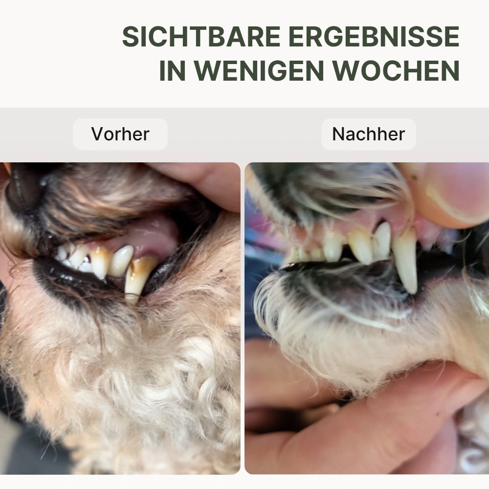 Vorher-Nachher-Vergleich. Hundezähne: Vorher gelblich, nachher weiß. Text: SICHTBARE ERGEBNISSE IN WENIGEN WOCHEN.
