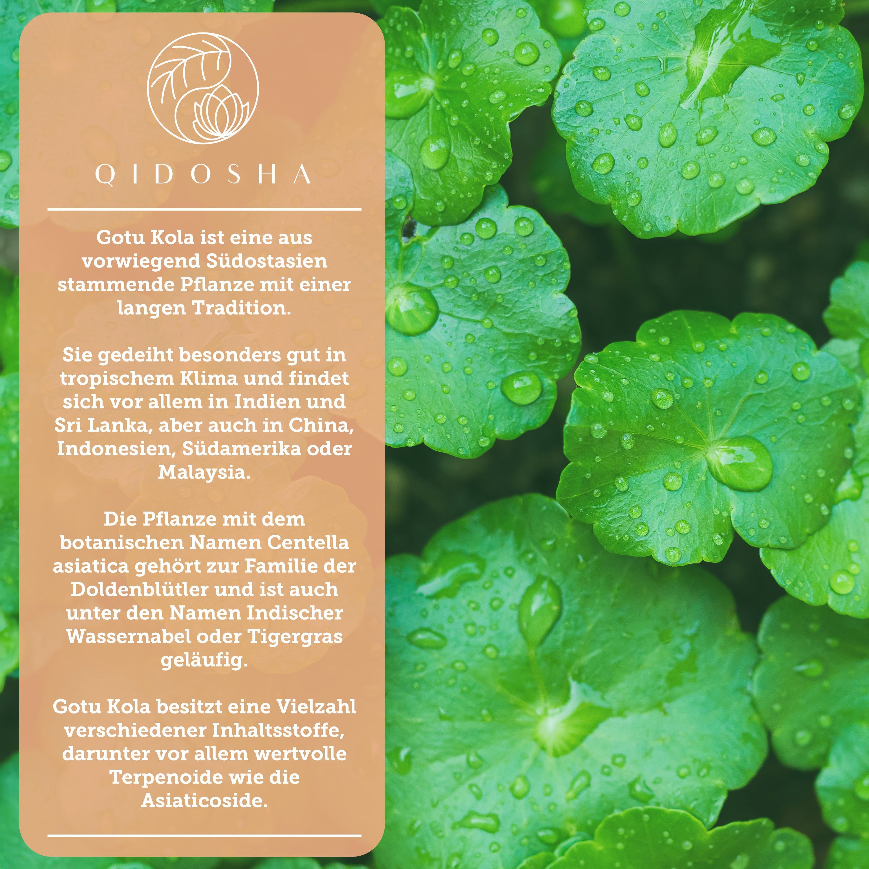 QIDOSHA Gotu Kola Extrakt (Indischer Wassernabel) mit 10% Asiaticosiden