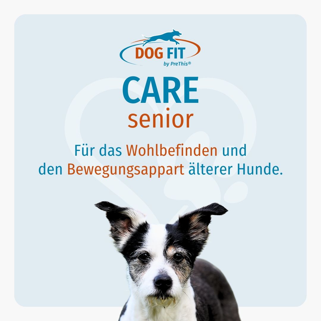 Hintergrund mit DOG FIT Logo und CARE senior. Ein Hund mit schwarz-weißem Fell schaut in die Kamera.