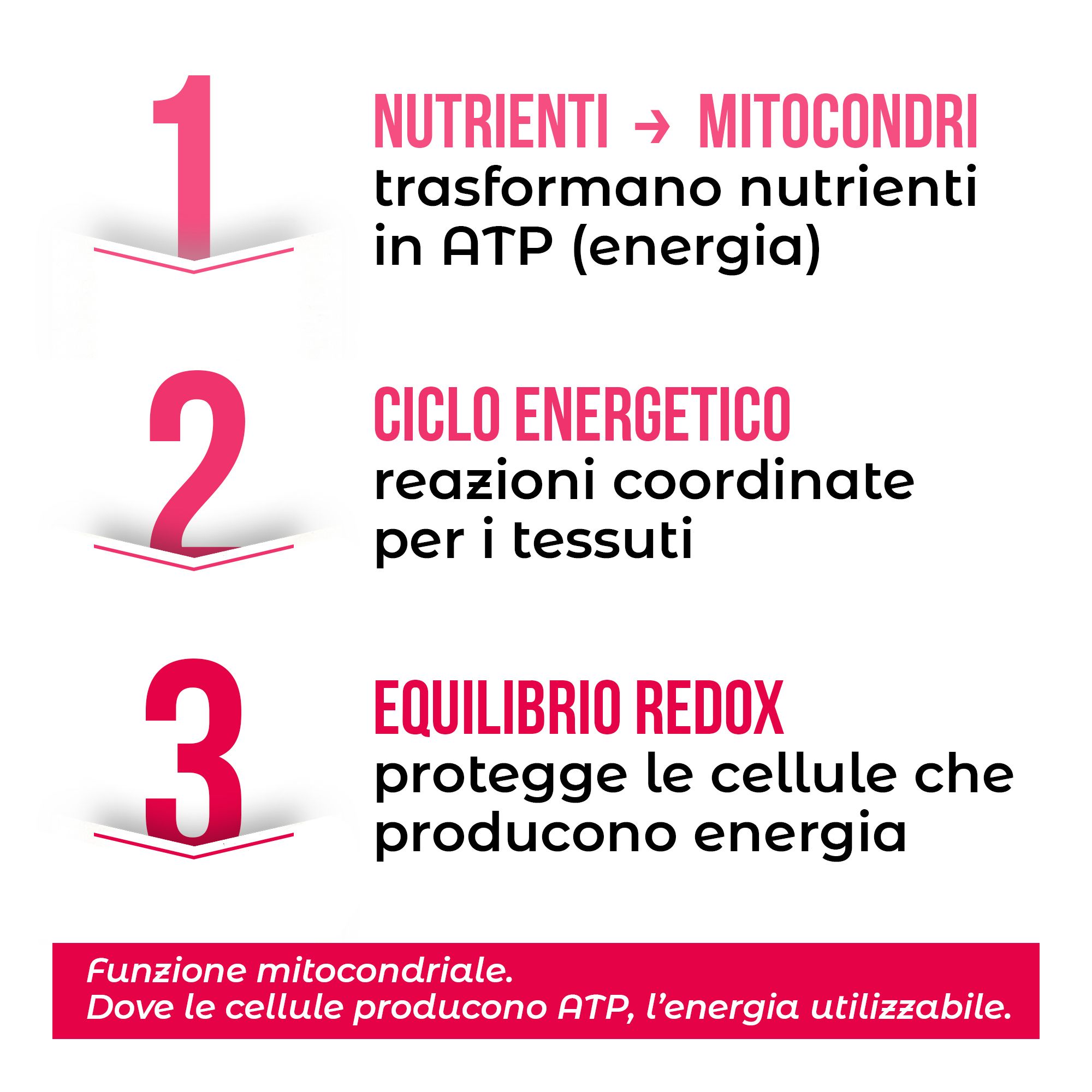 Grafik mit drei Schritten: Nährstoffe zu ATP, Energiestoffwechsel, Redox-Gleichgewicht. Erklärt mitochondriale Funktion.