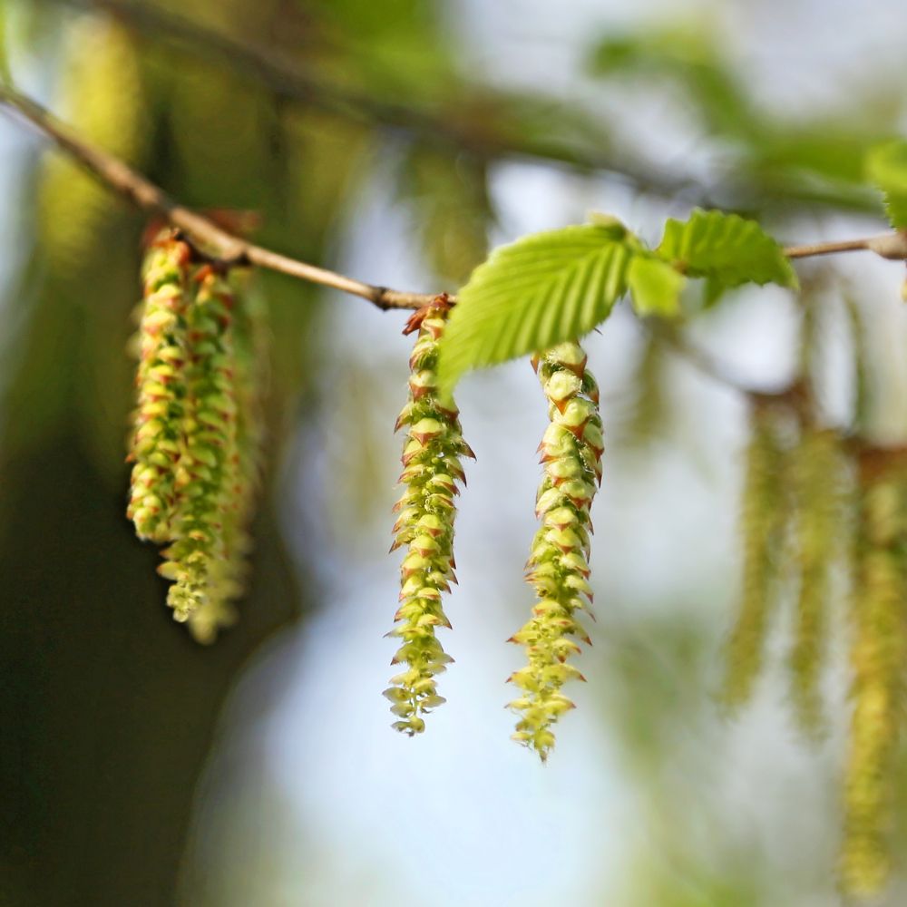 PHI Essences - Hornbeam Bachblüte Nr. 17