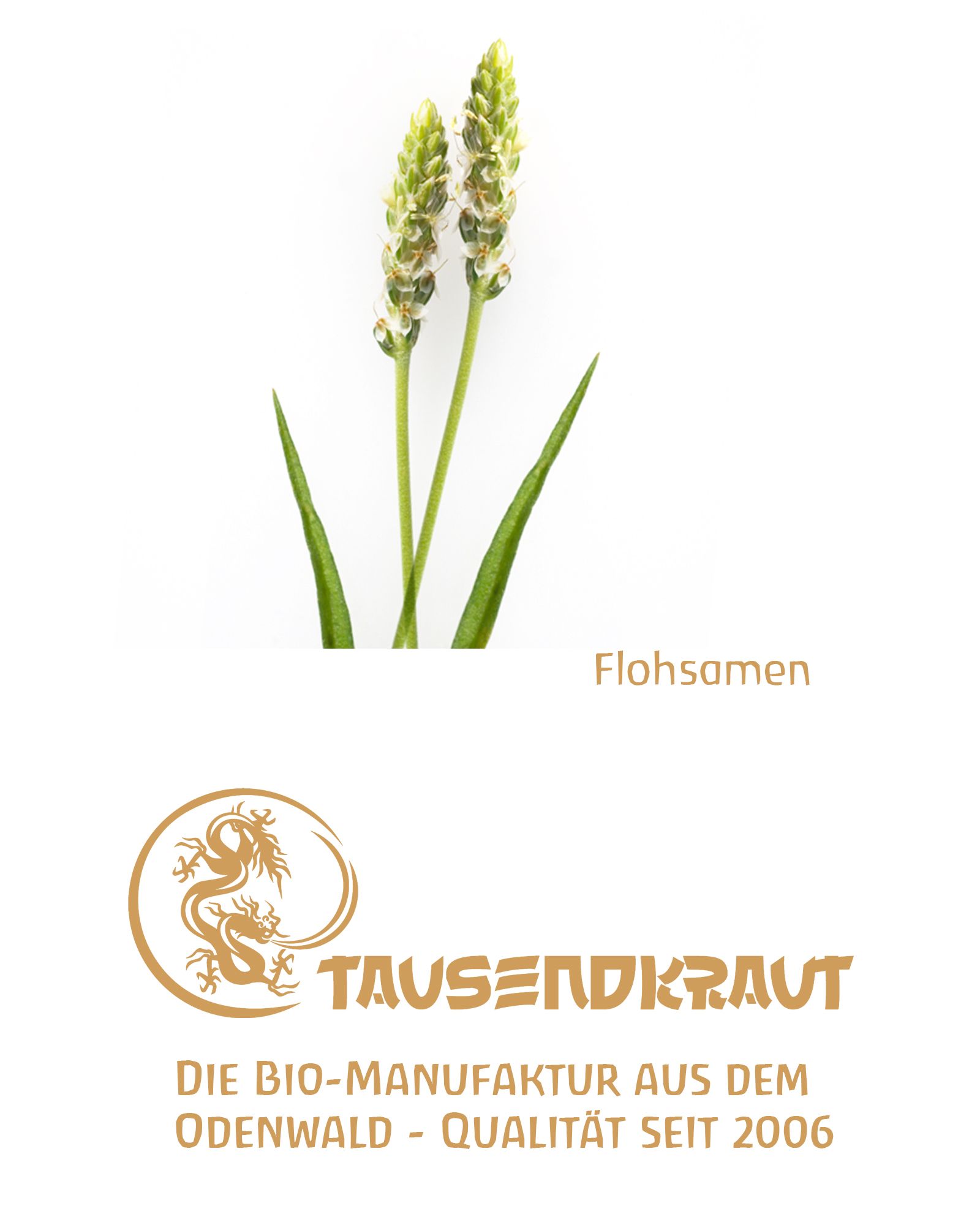 Tausendkraut Flohsamen Schalen BIO - BIGPACK