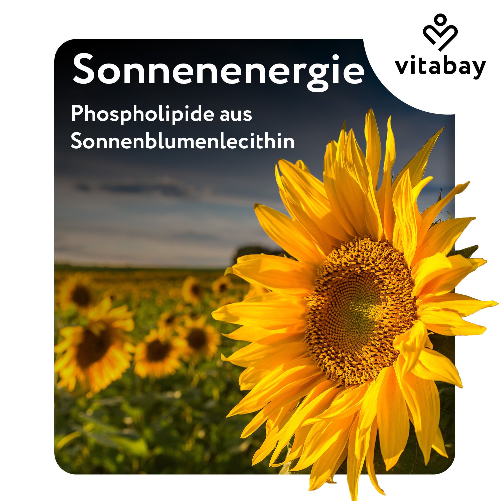 Nahaufnahme einer Sonnenblume. Hintergrund: Sonnenblumenfeld. Text: Sonnenenergie, Phospholipide aus Sonnenblumenlecithin.