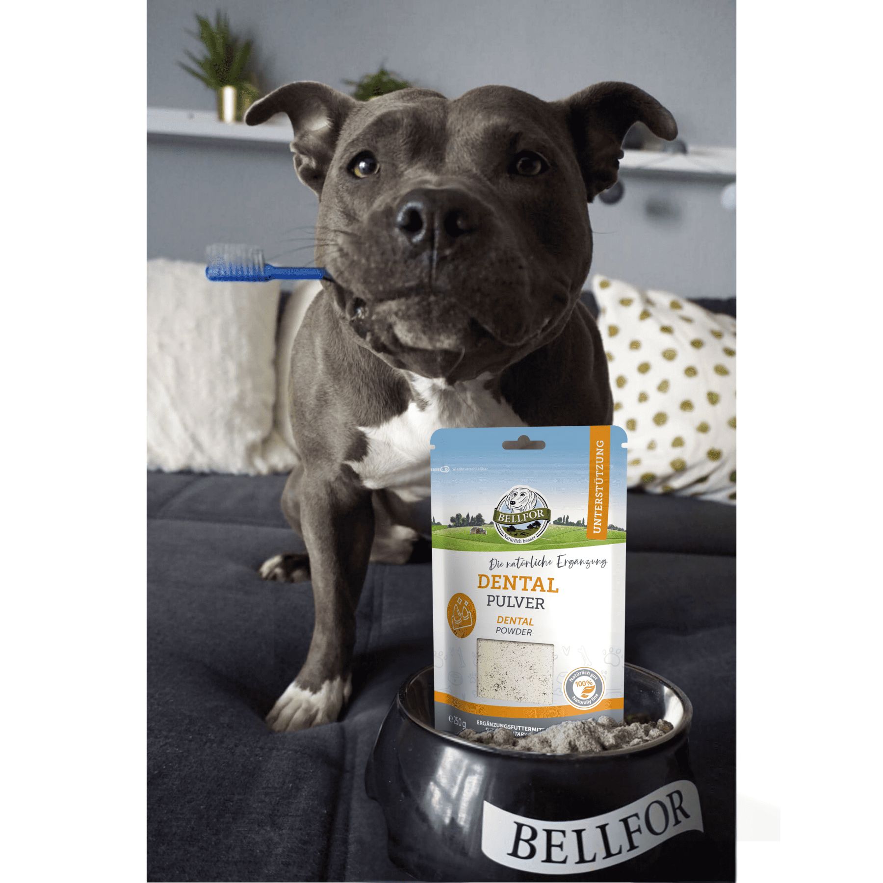 Hund mit Zahnbürste im Maul, neben Futternapf mit Dental Pulver. Produktverpackung.