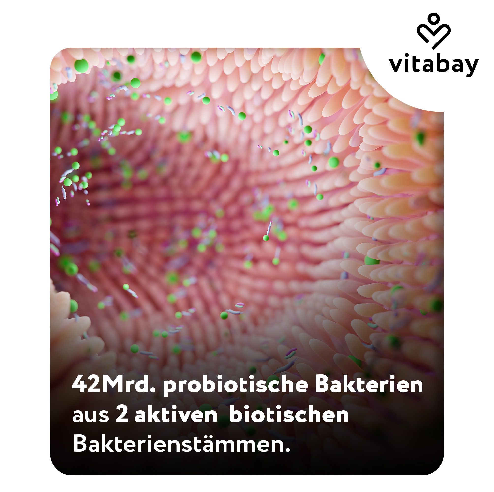 Mikroskopische Darstellung von Bakterien in einem Darm. Text: 42 Mrd. probiotische Bakterien aus 2 aktiven biotischen Bakterienstämmen.