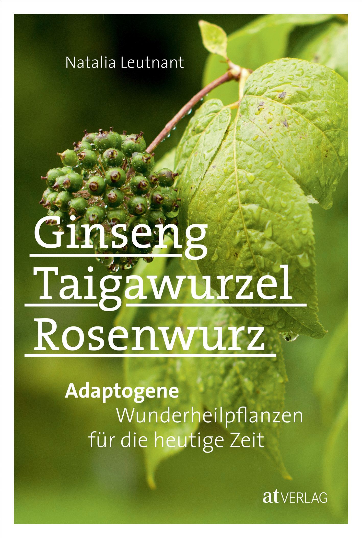 Ginseng, Taigawurzel, Rosenwurz