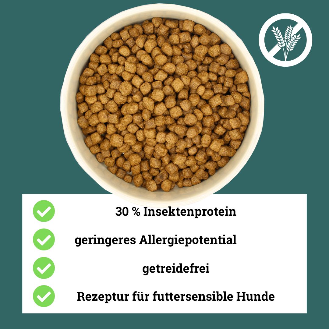 BeG Buddy hypoallergenes, getreidefreies Insekten Trockenfutter für Hunde 10 kg