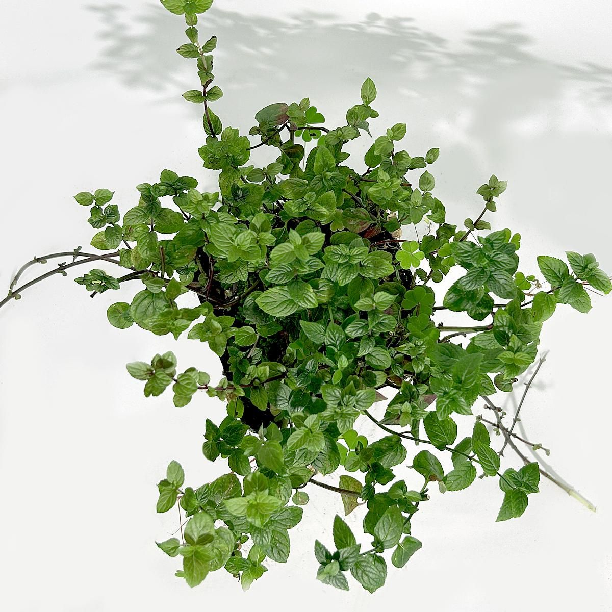 SMART GREENS SCHOKOMINZE getrocknet, 90g
