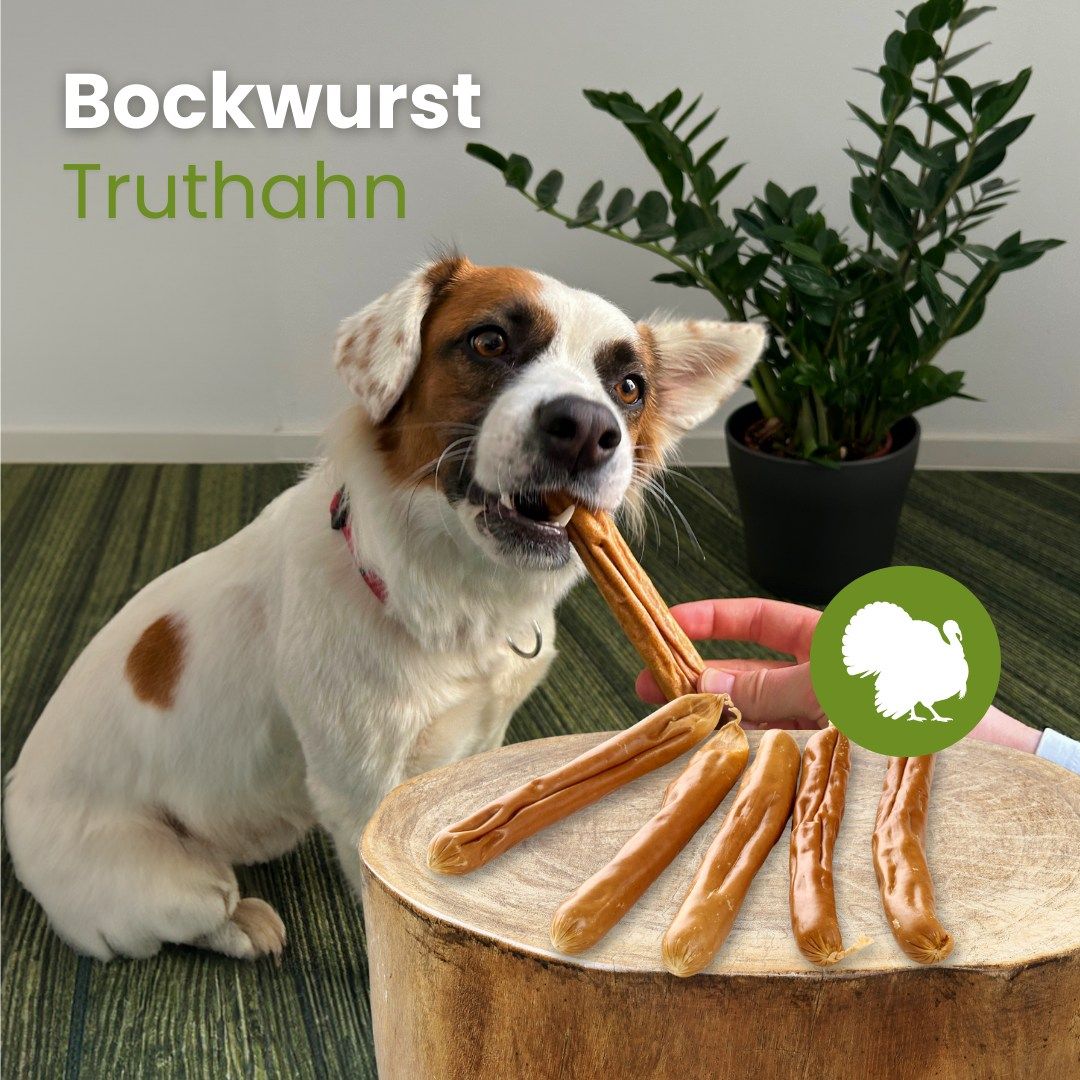 Hund kaut auf Bockwurst Truthahn, daneben liegen weitere Würstchen.