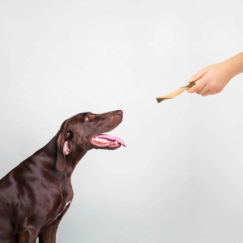 Hund schaut nach oben, Hand reicht Dentalstick. Hintergrund: weiß.