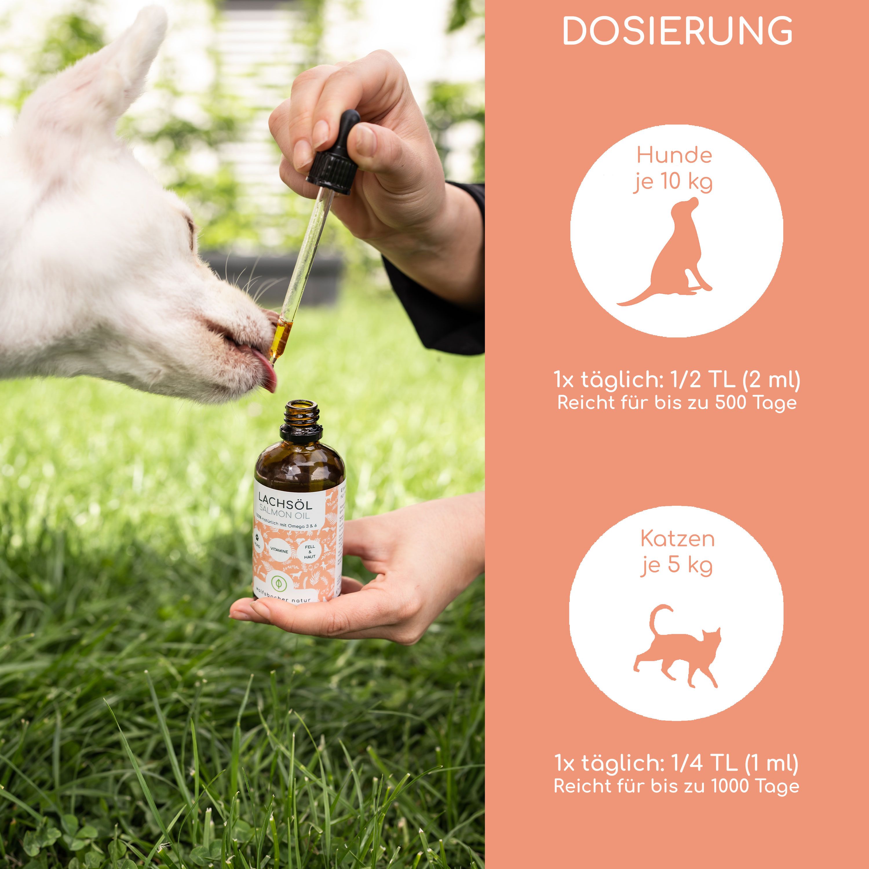 Hund bekommt Lachsöl-Tropfen. Braune Glasflasche mit Etikett, Pipette. Dosierungsinformationen für Hunde und Katzen.