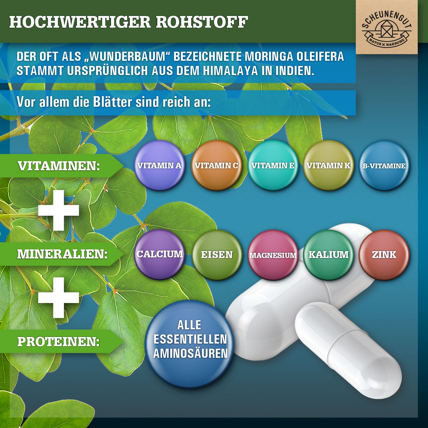 Infografik mit Vitaminen, Mineralien und Proteinen. Zeigt Kapseln und Nährstoffsymbole. Text: Hochwertiger Rohstoff.