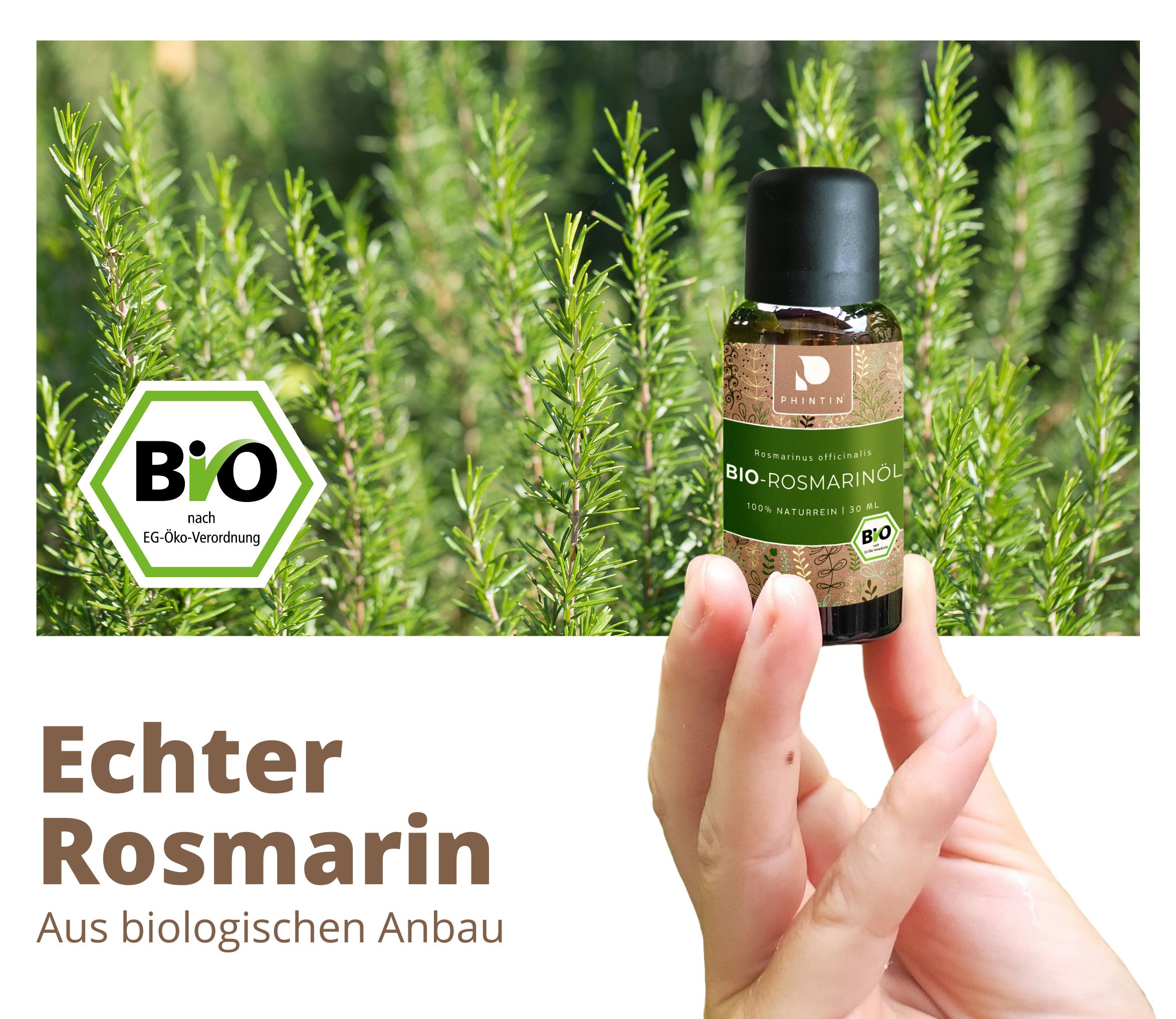 PHINTIN Bio Rosmarinöl – 100 % naturrein, ätherisches Öl (Lebensmittelqualität)