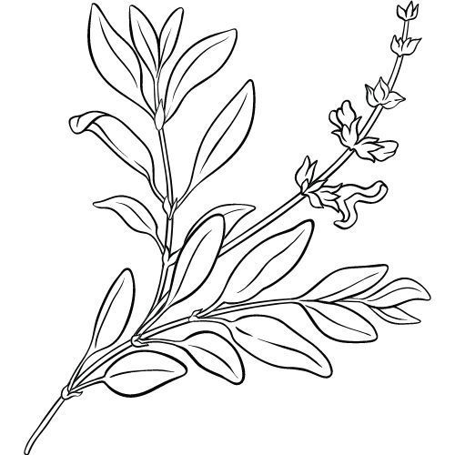 Alteya Organics Salbeiöl 100%