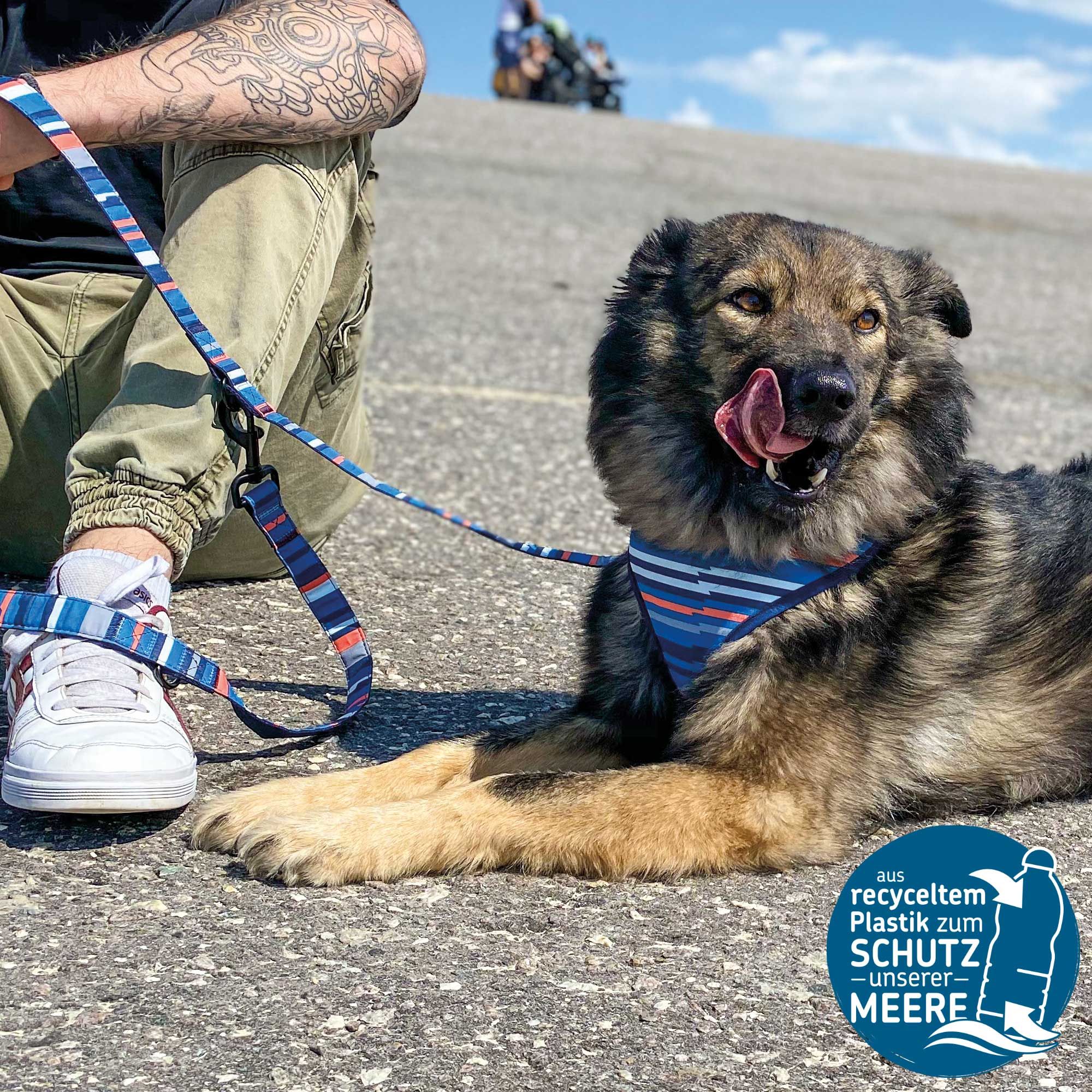 Hund mit Leine und Brustgeschirr, RPET-Logo. Hund leckt sich die Lippen, sitzt auf Asphalt.