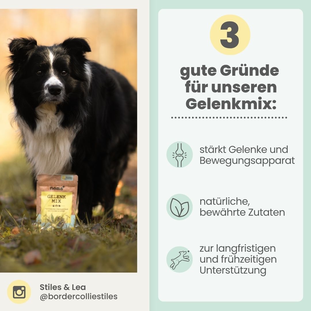 Border Collie neben Noms+ Gelenkmix Futterbeutel, Vorteile aufgelistet.