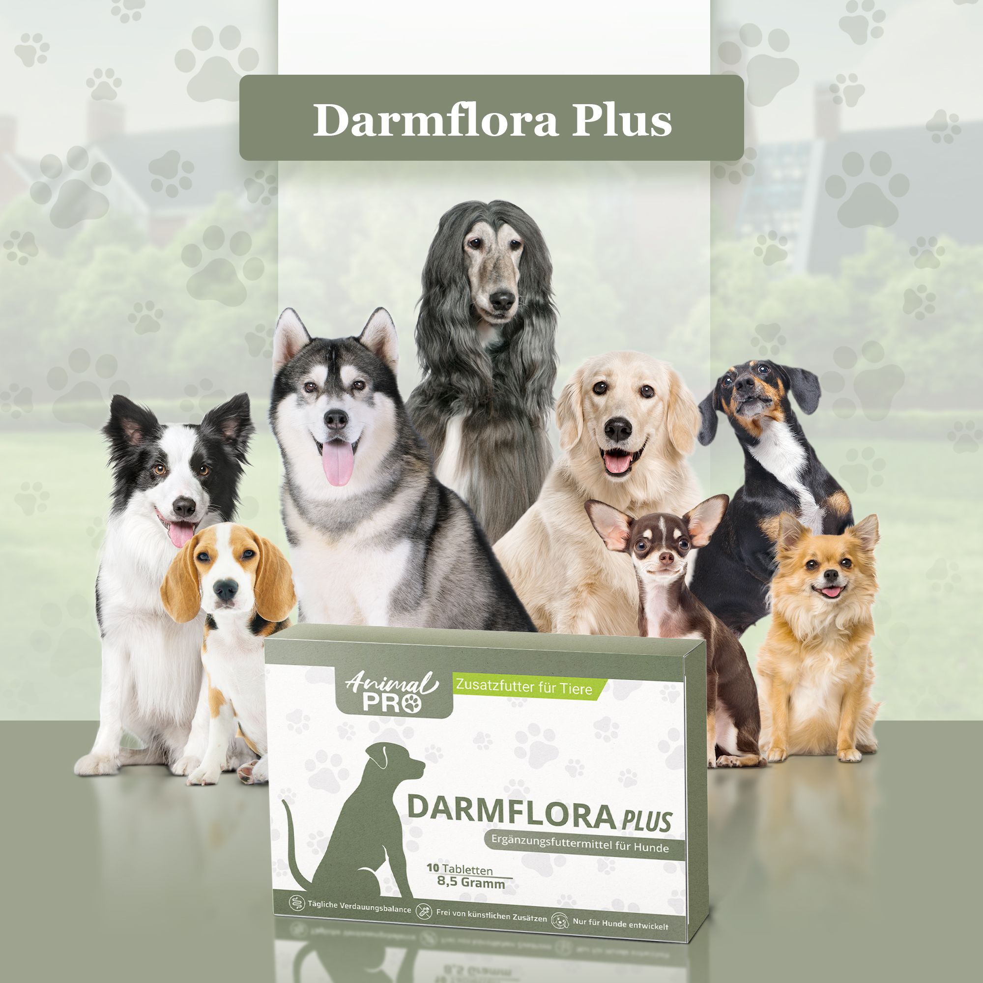 Packung Darmflora PLUS vor einer Gruppe von Hunden verschiedener Rassen. Text: Animal Pro, Darmflora PLUS, Zusatzfutter für Tiere.