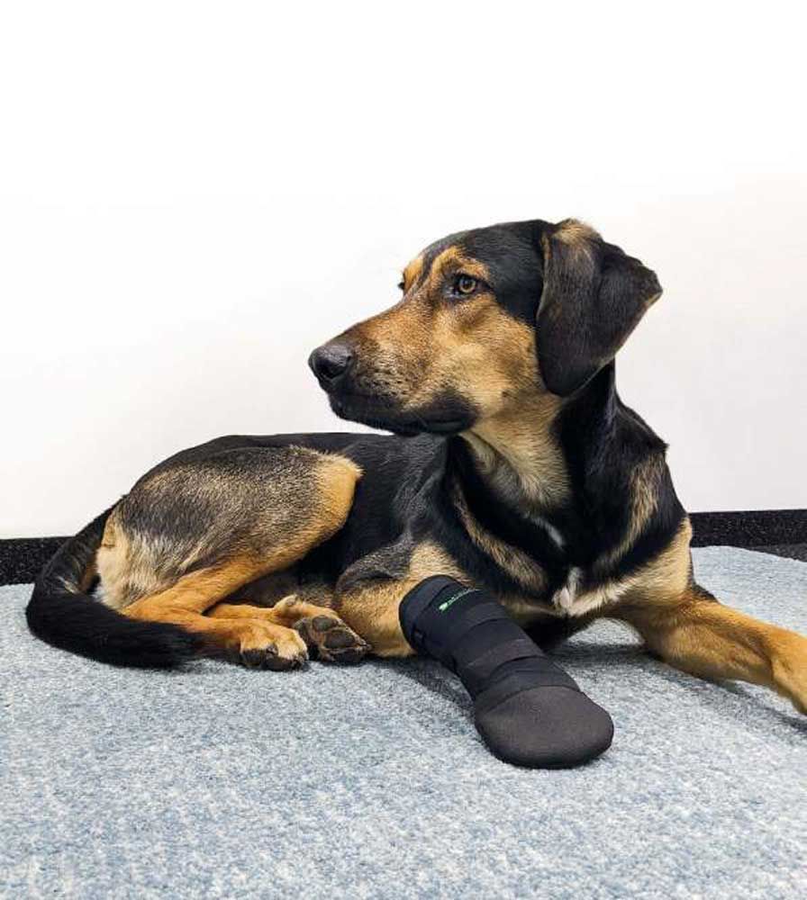 Hund liegt mit einem schwarzen Pfotenschutzschuh. Der Schuh ist am Vorderbein befestigt.