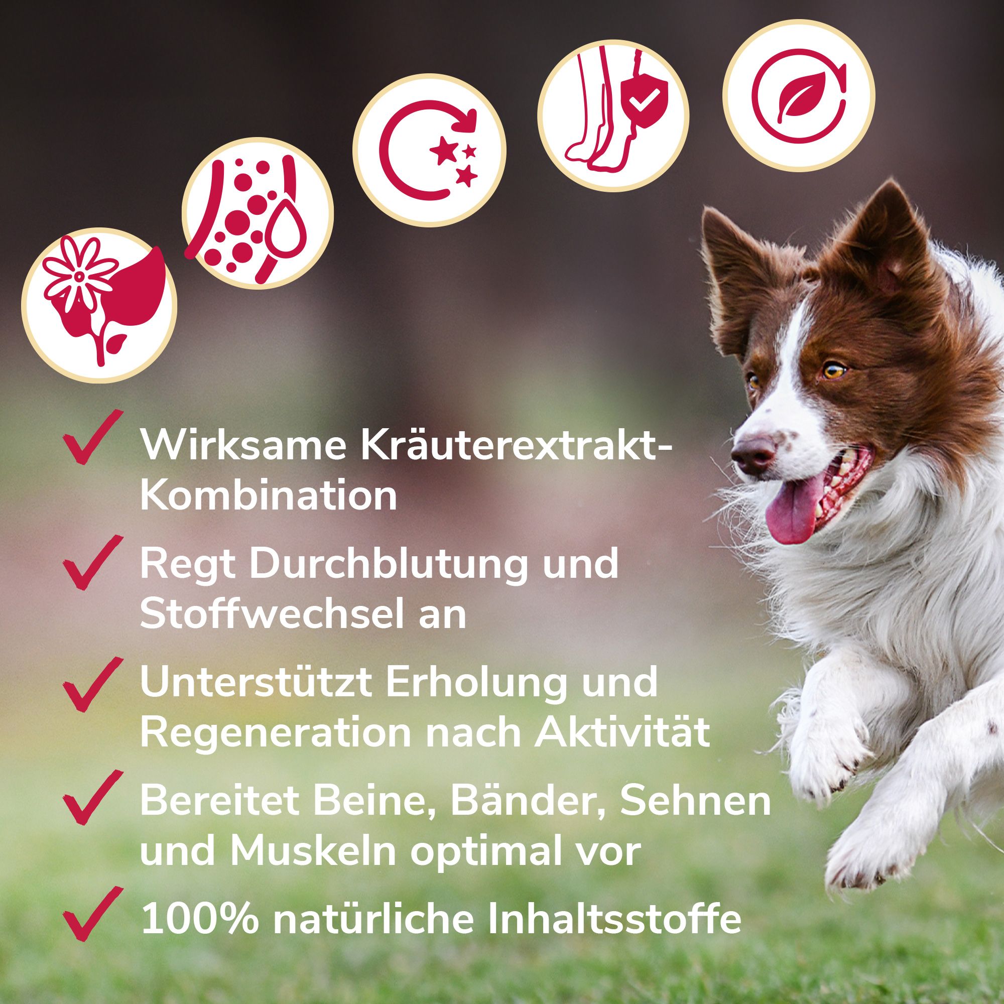 HerzensTier Gelenkwundergel für Pferde, Hunde & Katzen