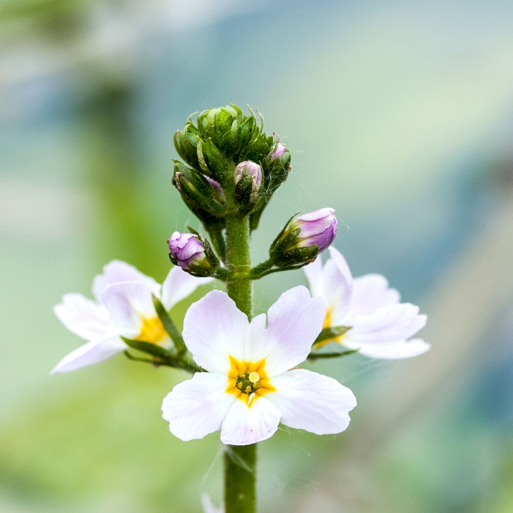 PHI Essences - Water Violet Bachblüte Nr. 34