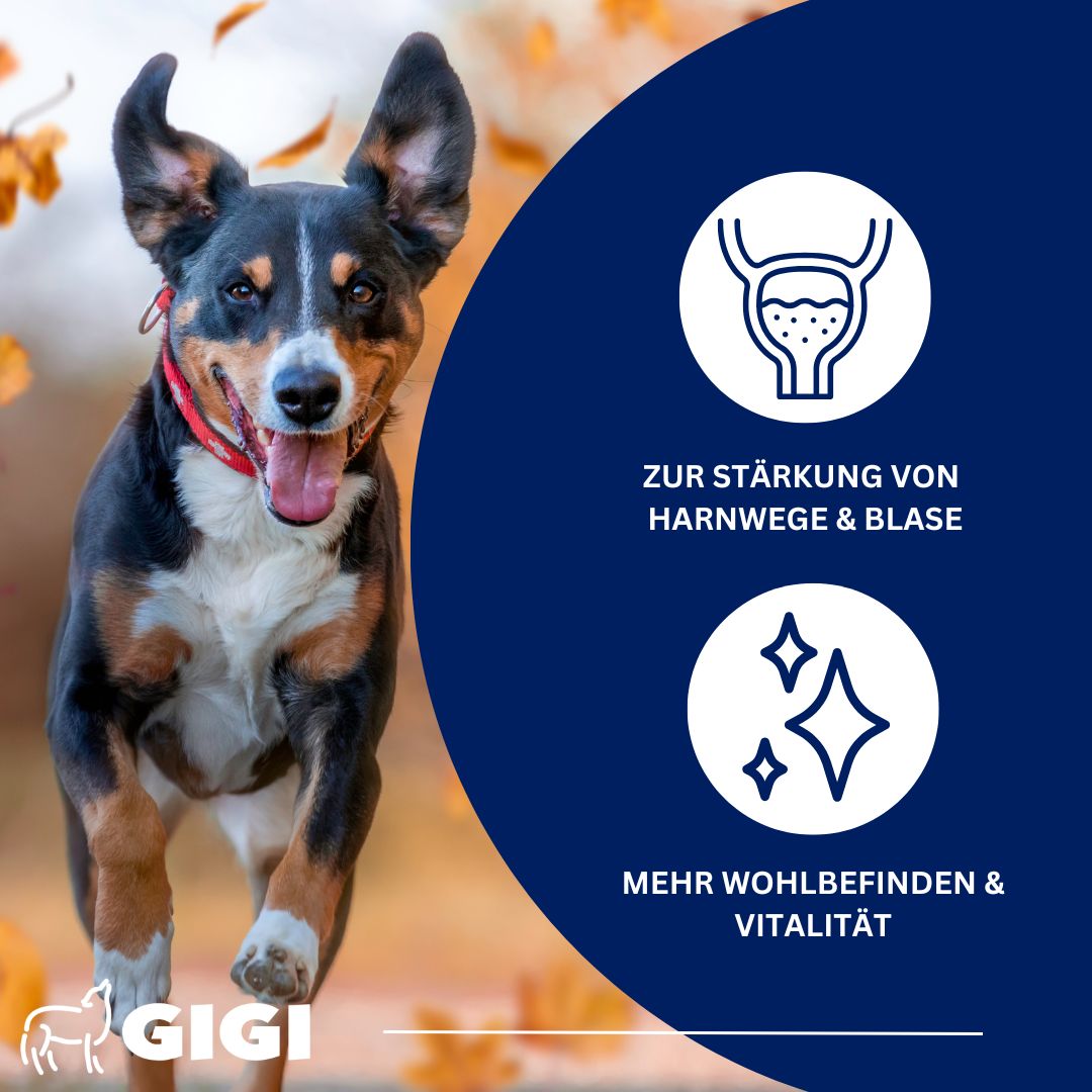 Hund rennt. Text: Zur Stärkung von Harnwege & Blase. Mehr Wohlbefinden & Vitalität.