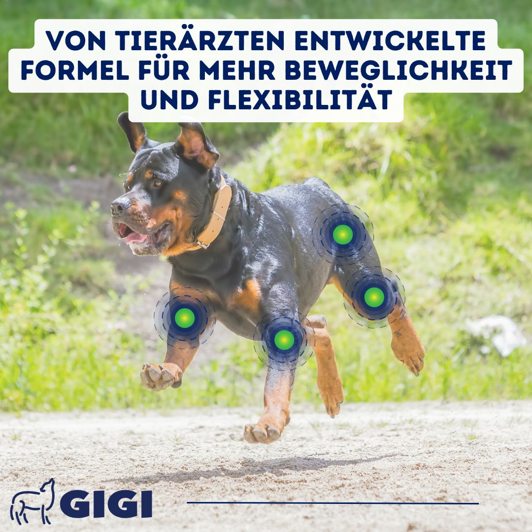 Hund rennt auf einer Wiese. Blaue Kreise markieren Gelenke. Text: Von Tierärzten entwickelte Formel für mehr Beweglichkeit und Flexibilität.