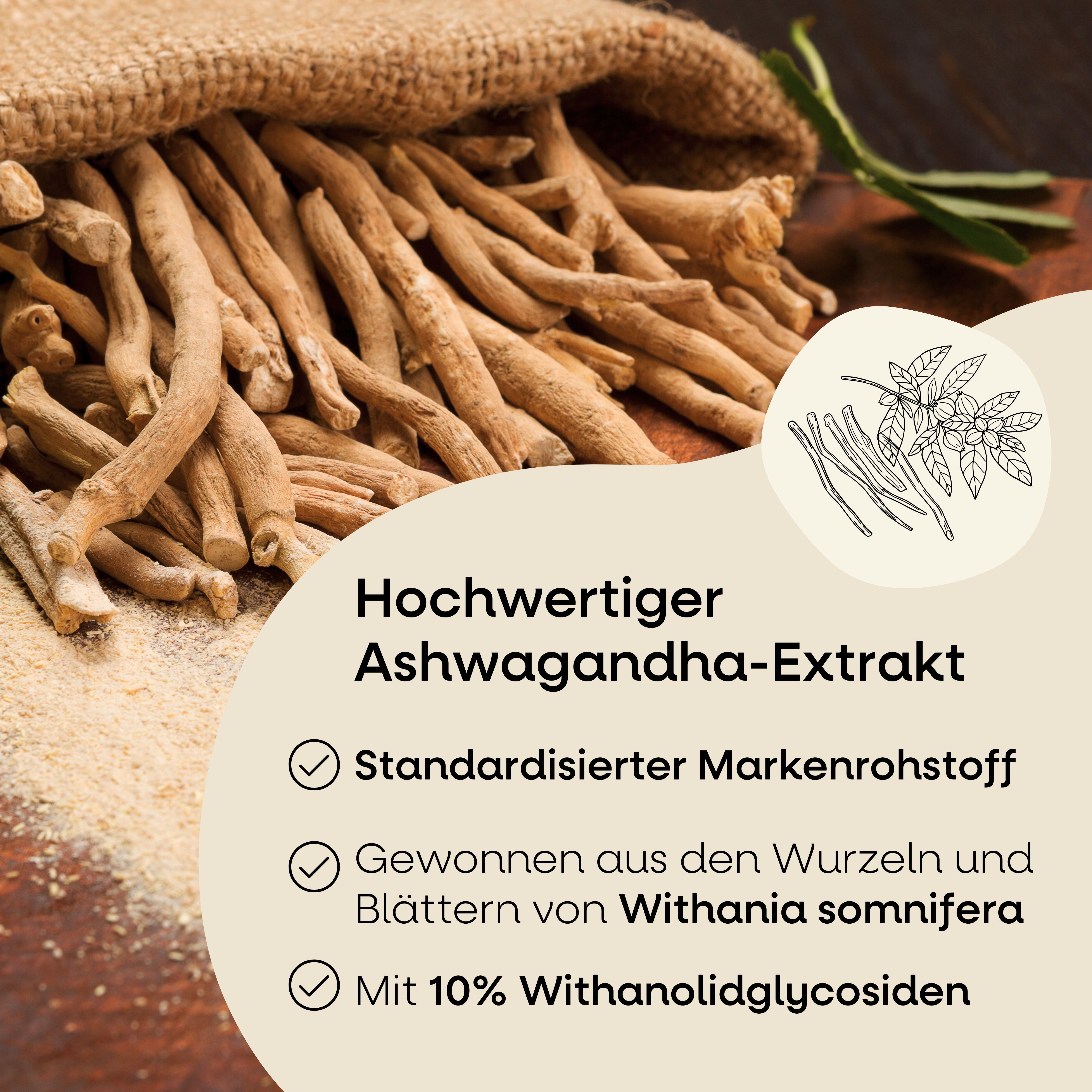 Ashwagandha-Wurzeln und -Blätter. Text: Hochwertiger Ashwagandha-Extrakt. Standardisierter Markenrohstoff. Gewonnen aus Withania somnifera.