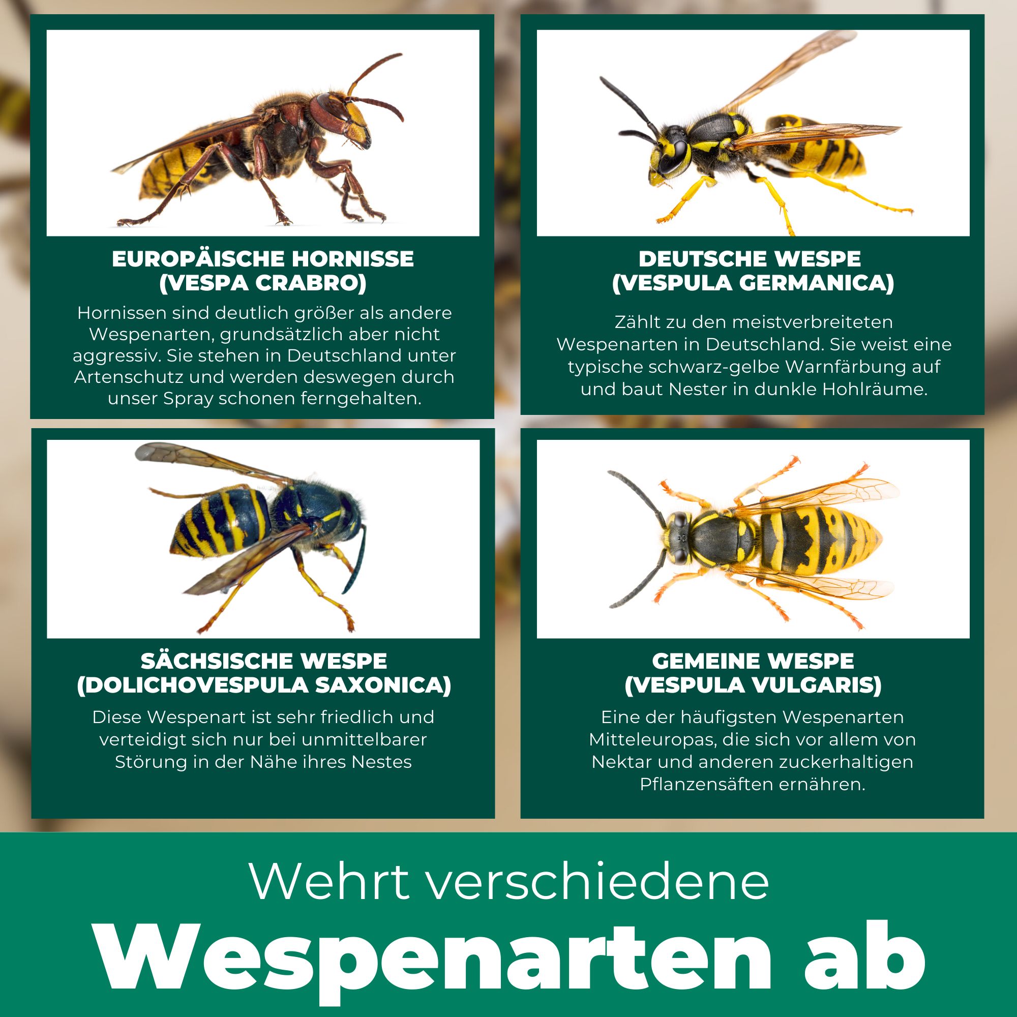 SILBERKRAFT Wespenspray