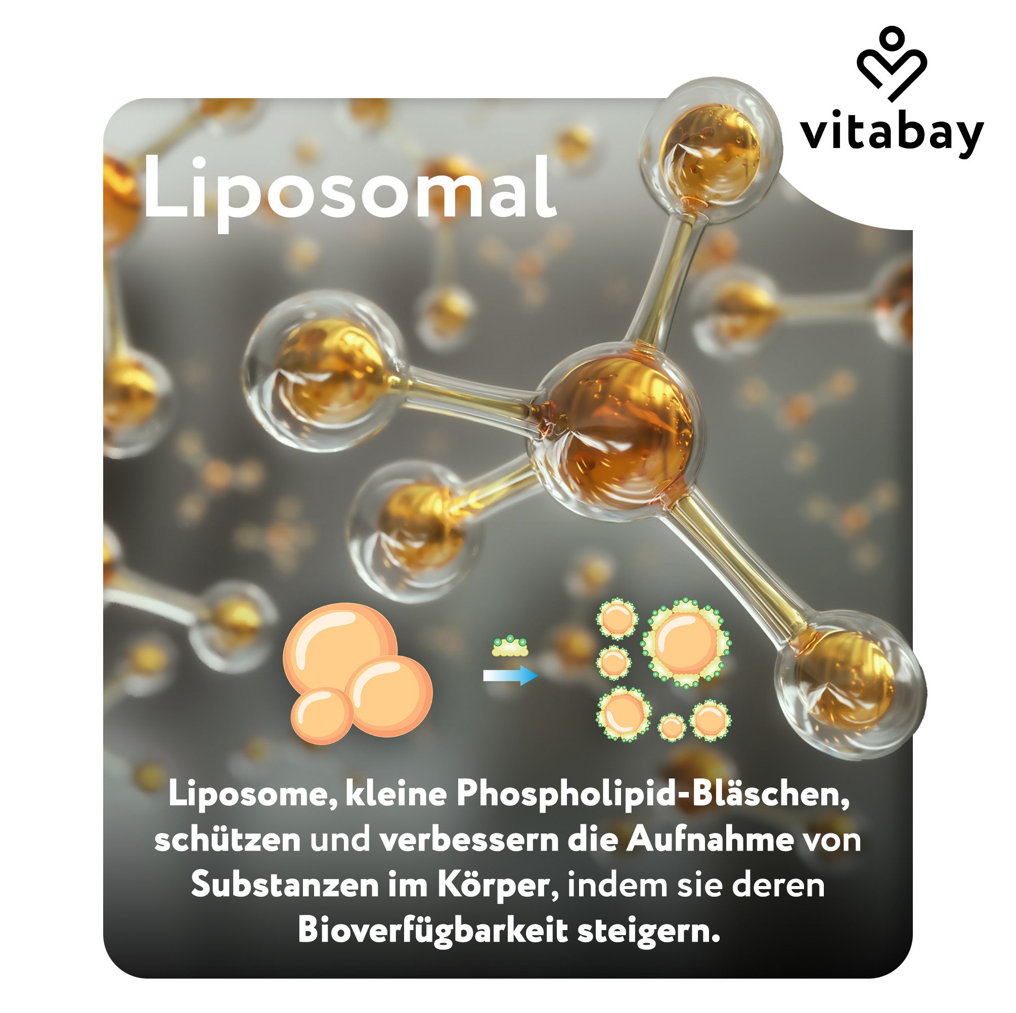 Liposomale Struktur, Vitabay Logo. Text: Liposomal. Kleine Phospholipid-Bläschen schützen und verbessern die Aufnahme von Substanzen.
