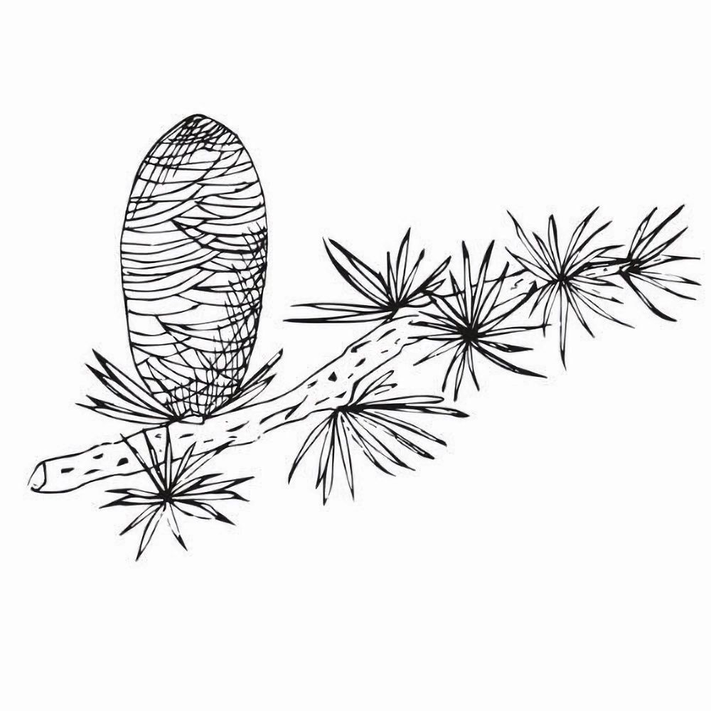 Alteya Organics Zedernöl 100%