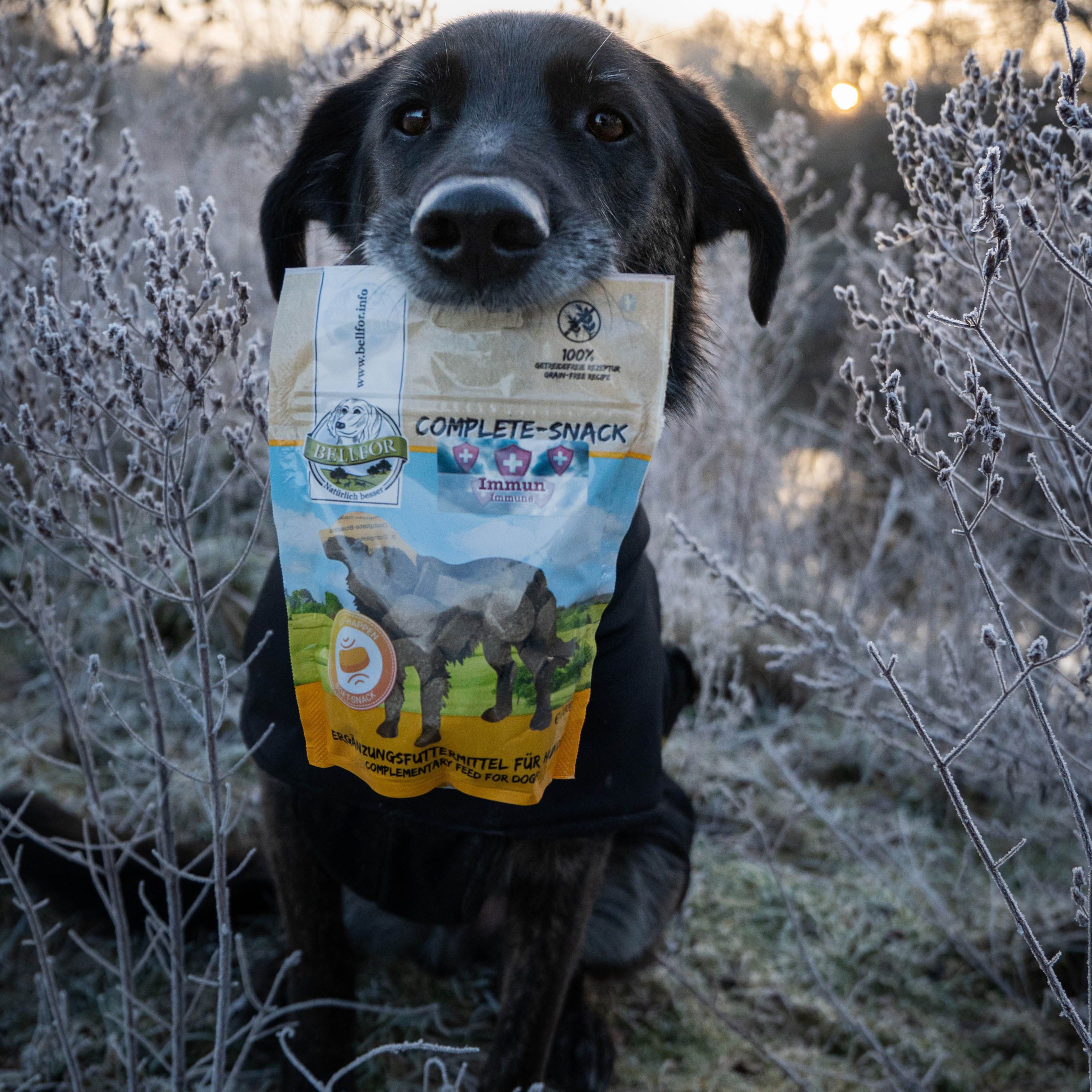 Schwarzer Hund hält eine Tüte mit Hundesnacks im Maul. Aufdruck: "COMPLETE-SNACK Immun". Logo und Text: "Bellfor".